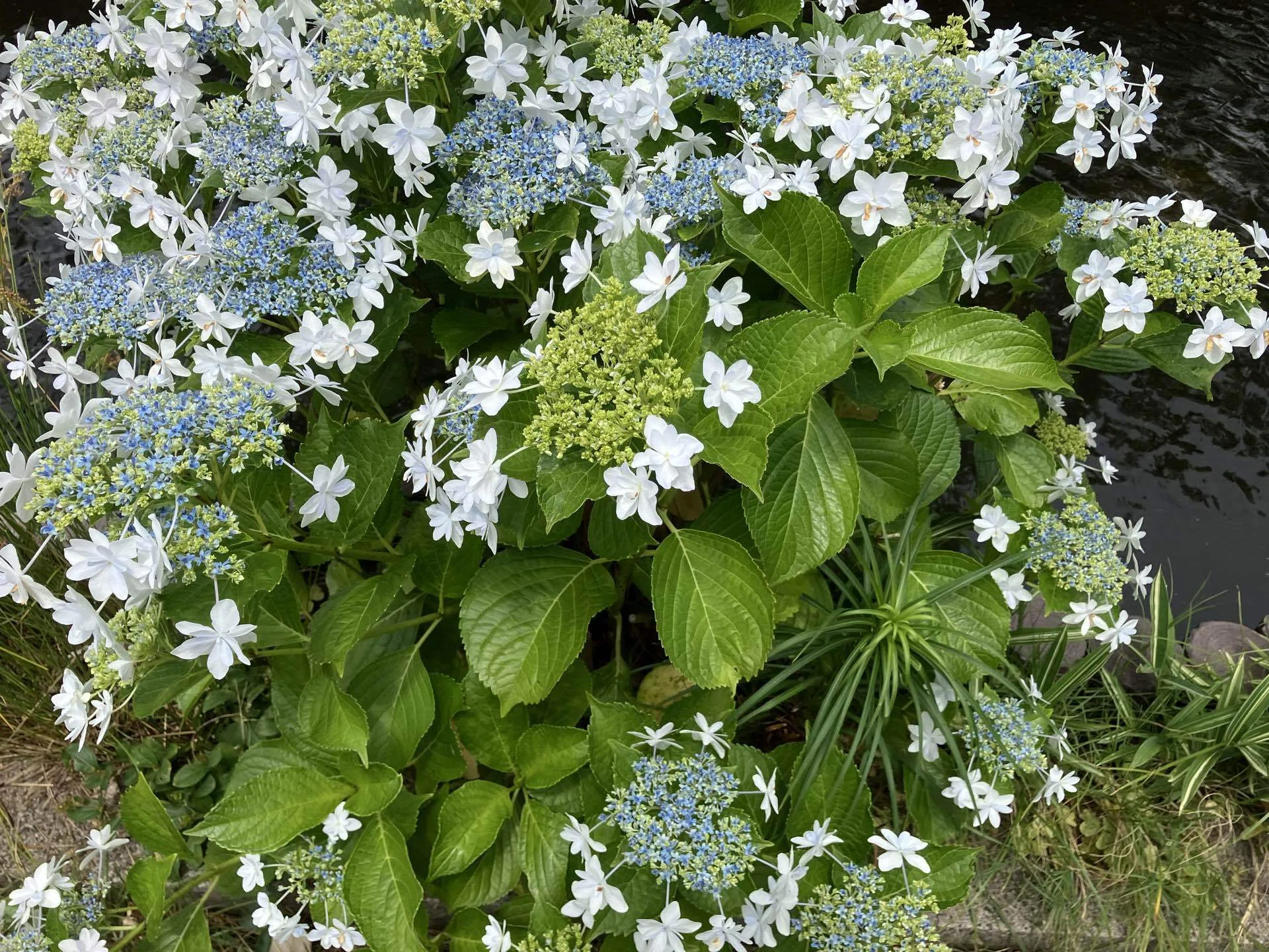 2026年の紫陽花写真｜高崎すずか