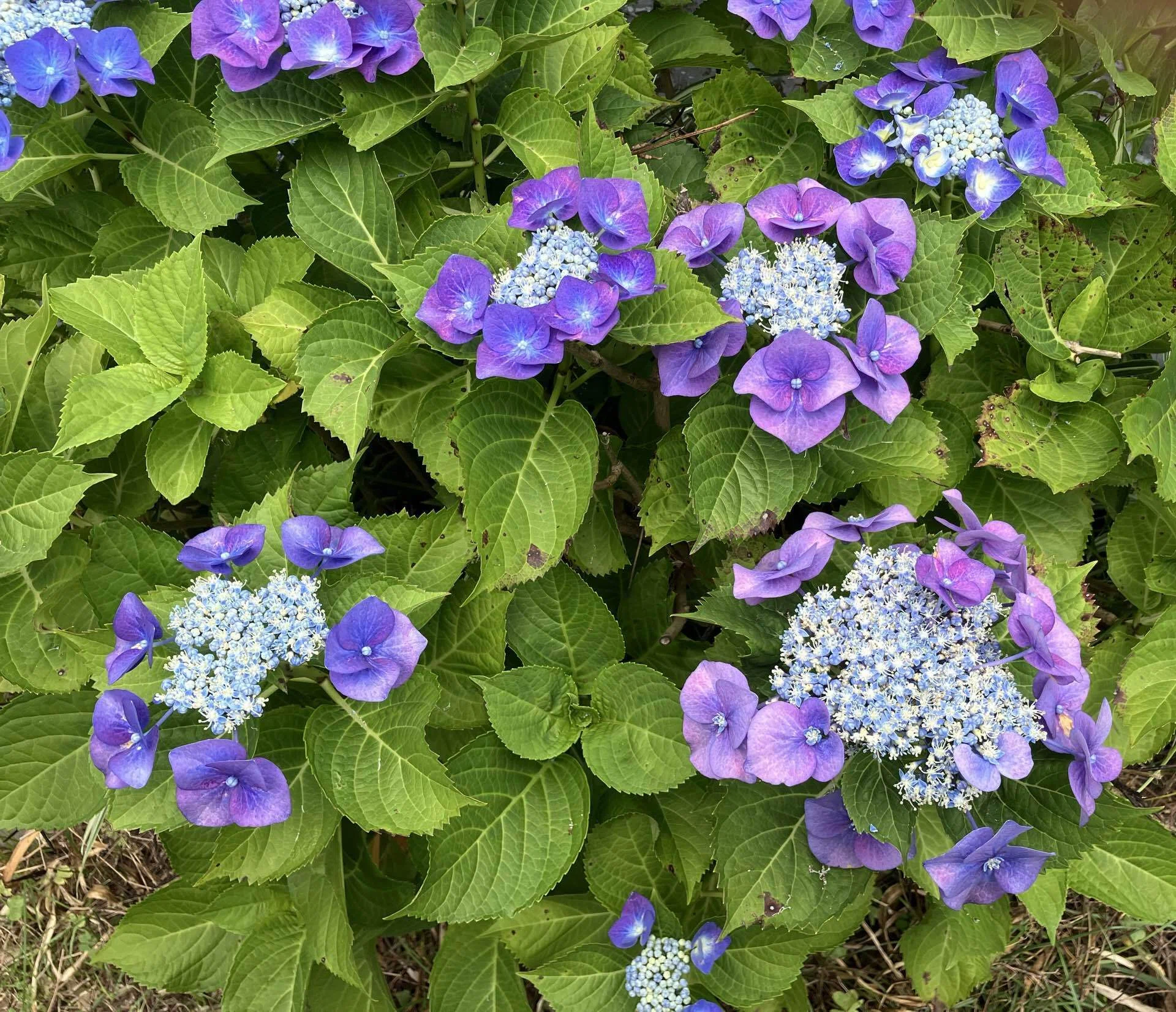 2026年の紫陽花写真｜高崎すずか