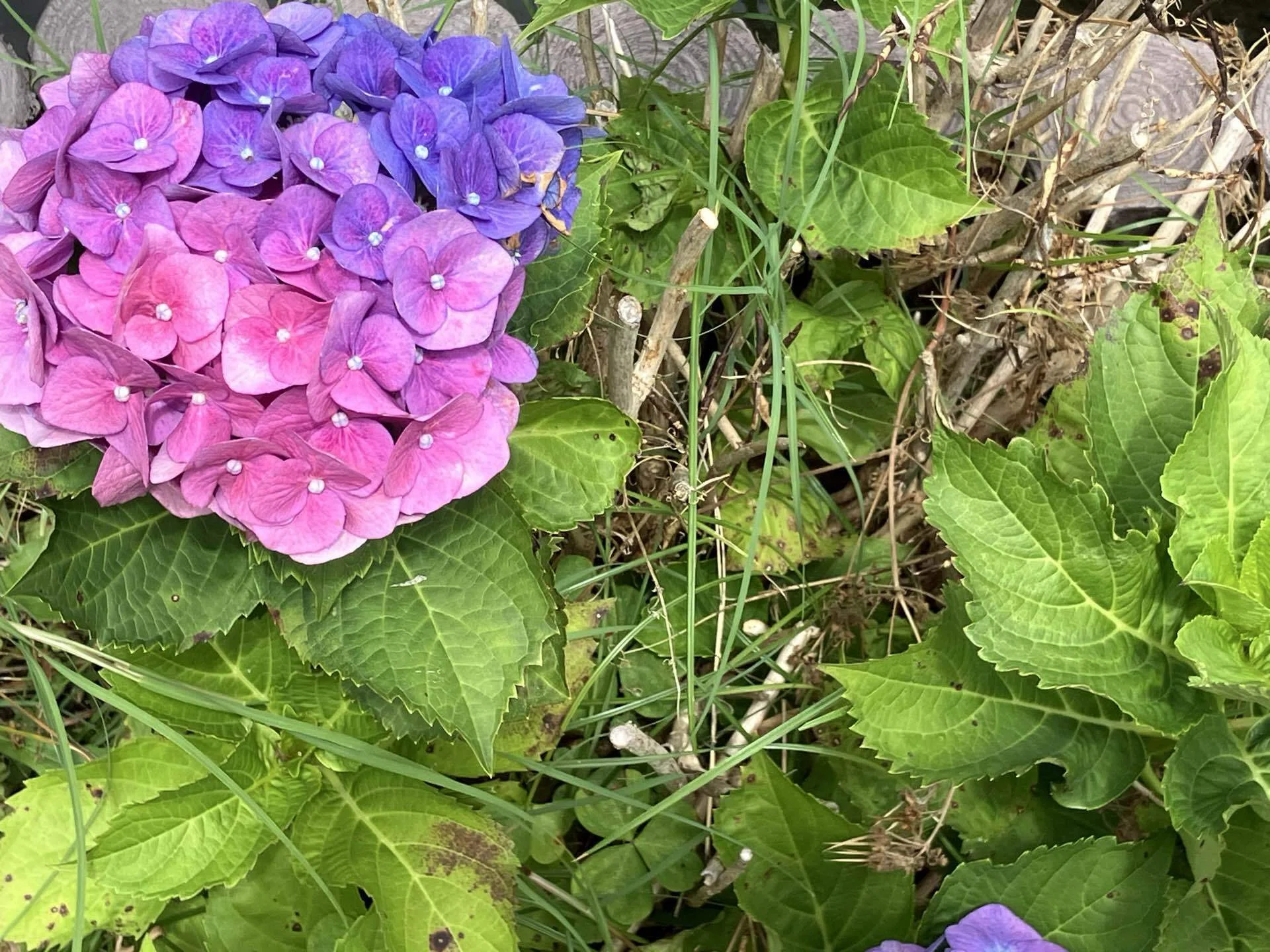 2026年の紫陽花写真｜高崎すずか