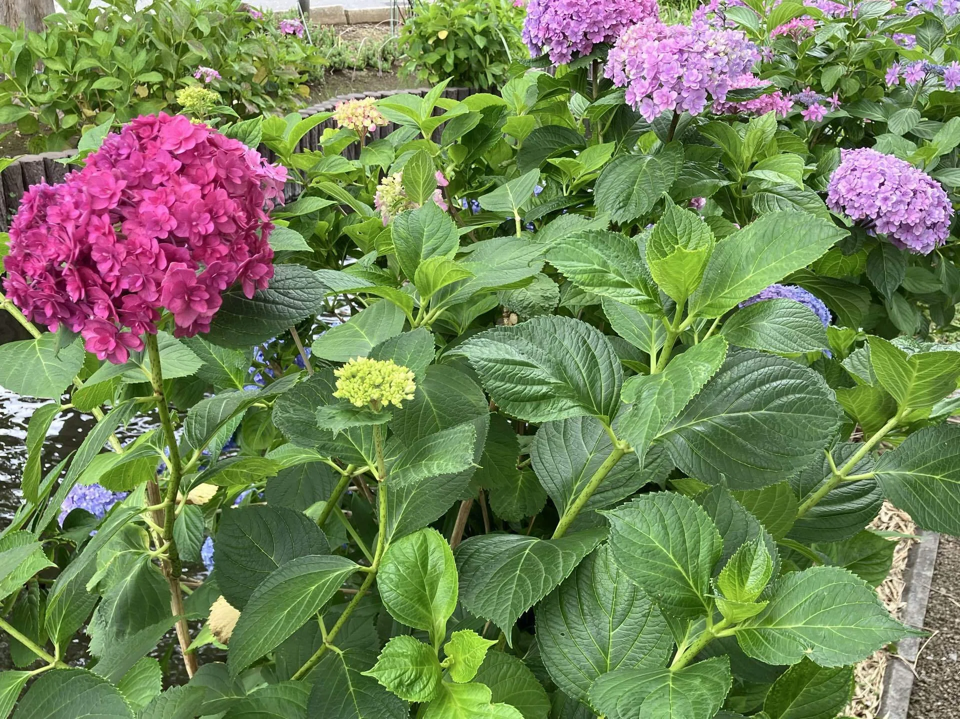 2026年の紫陽花写真｜高崎すずか