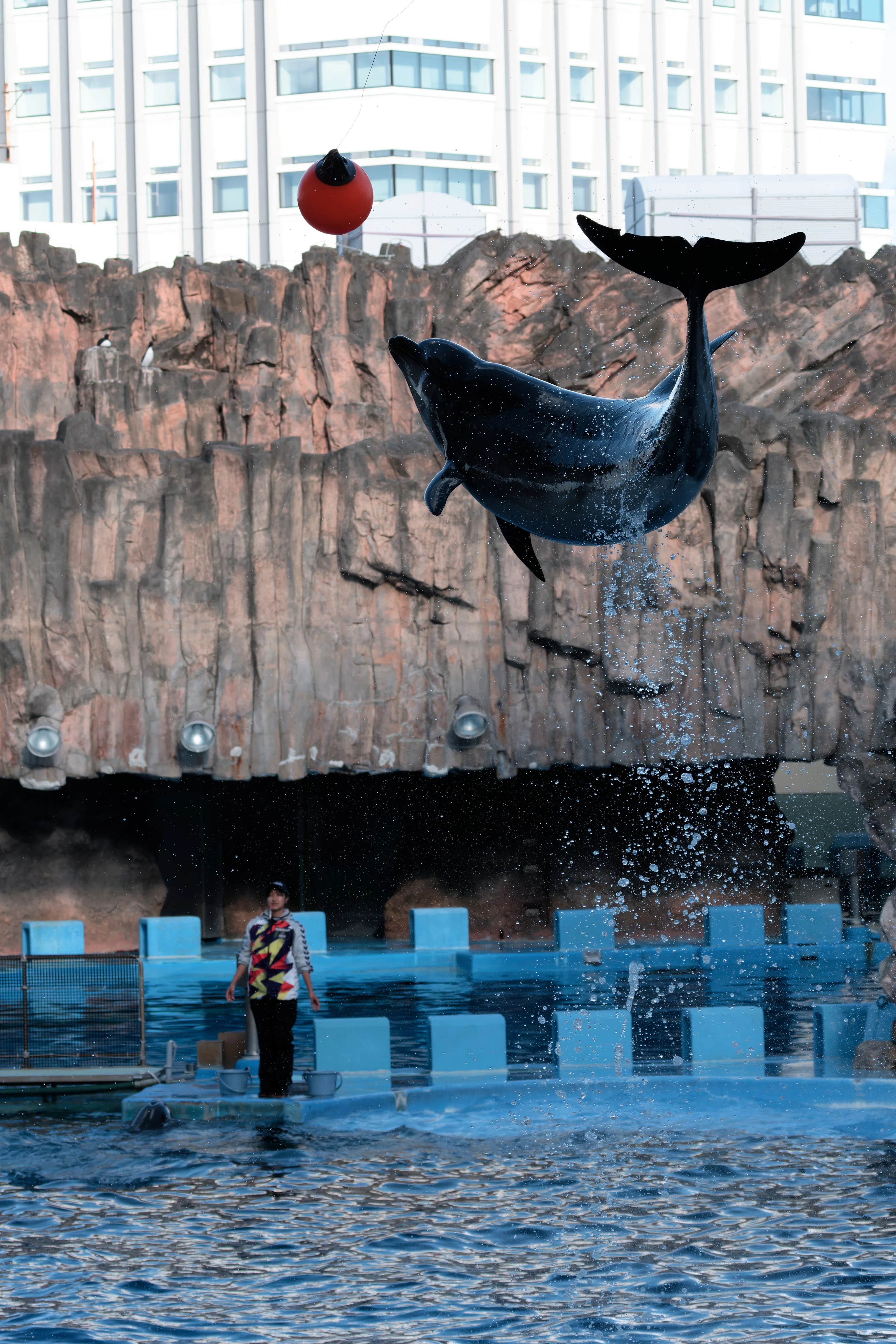 水族館】どっちのイルカショー！【クイズ】｜神鳥谷 遊馬