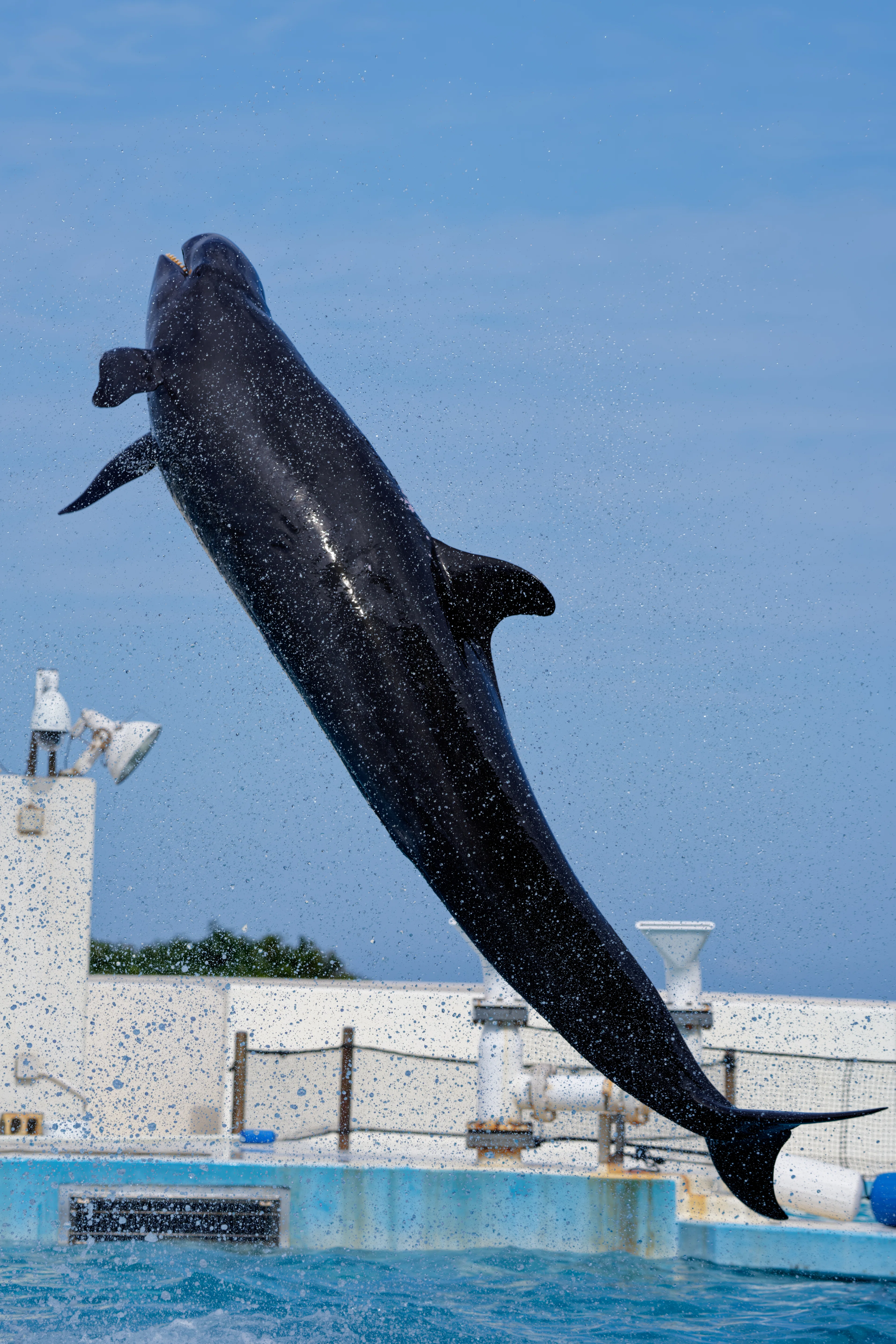 水族館】どっちのイルカショー！【クイズ】｜神鳥谷 遊馬