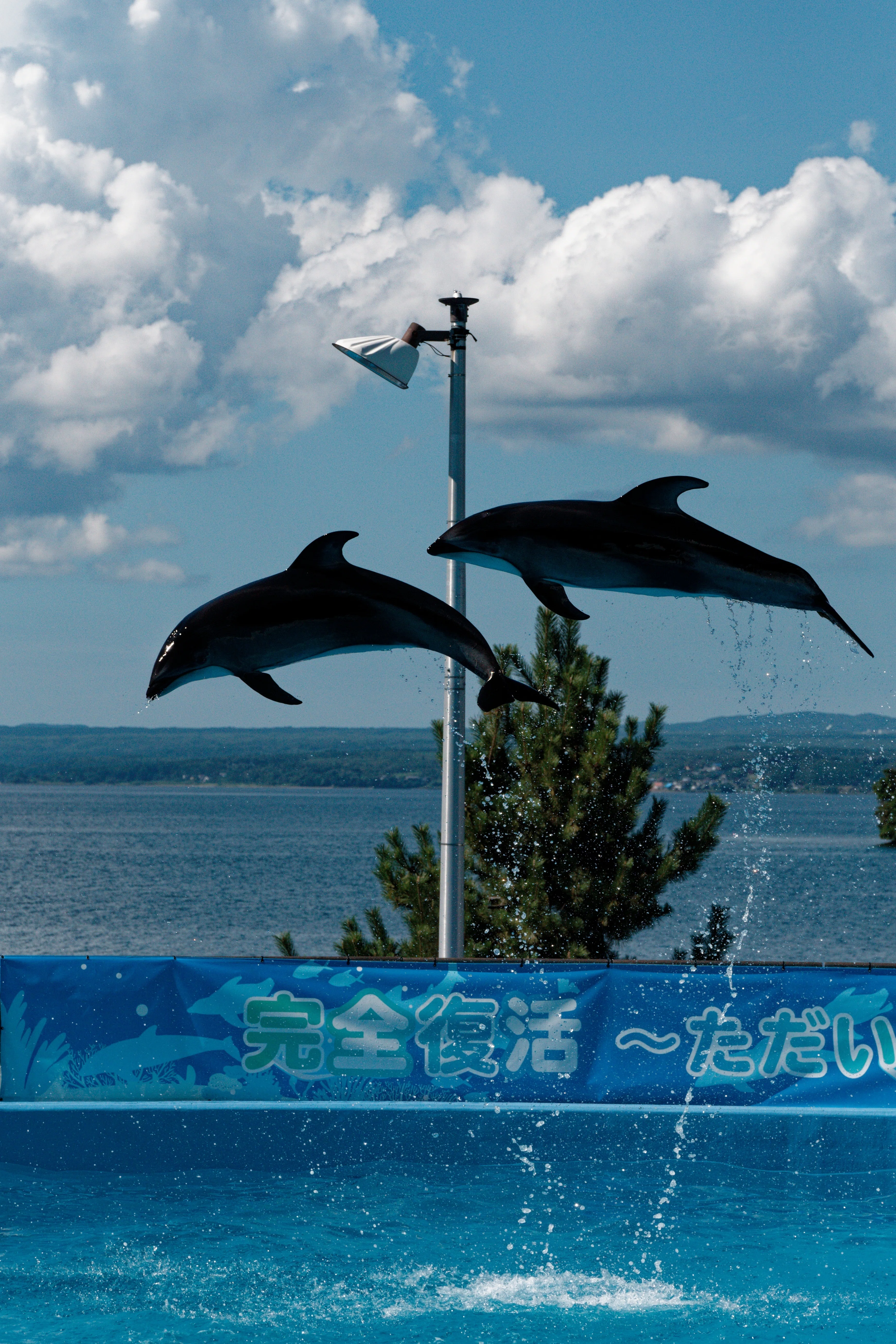 水族館】どっちのイルカショー！【クイズ】｜神鳥谷 遊馬
