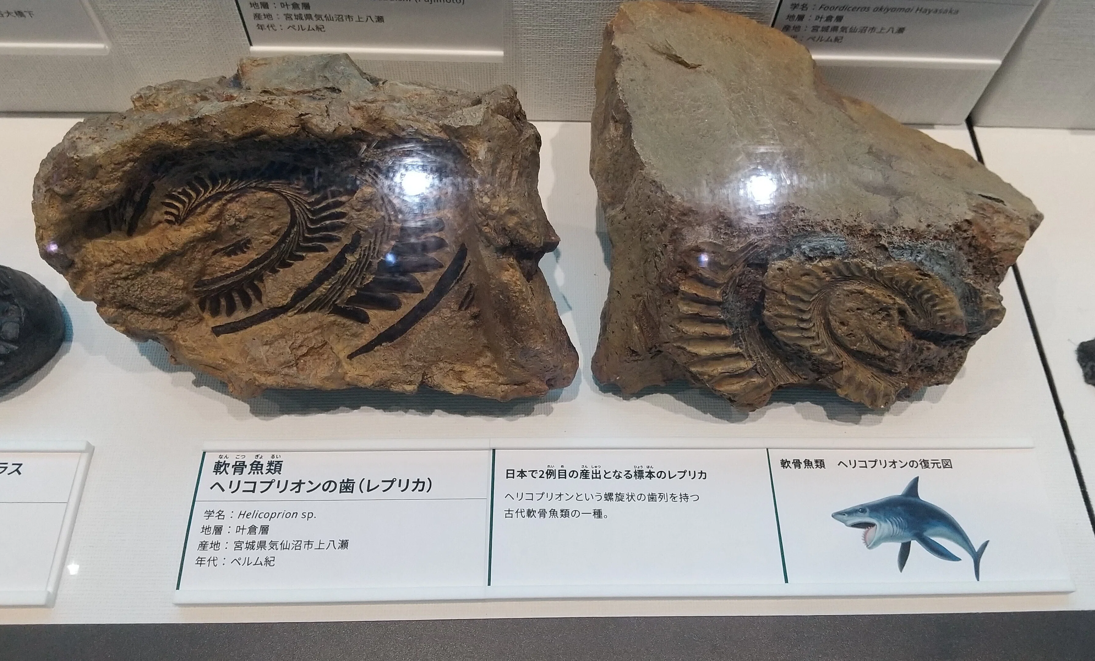 マンモスって美味いんかな｜楓