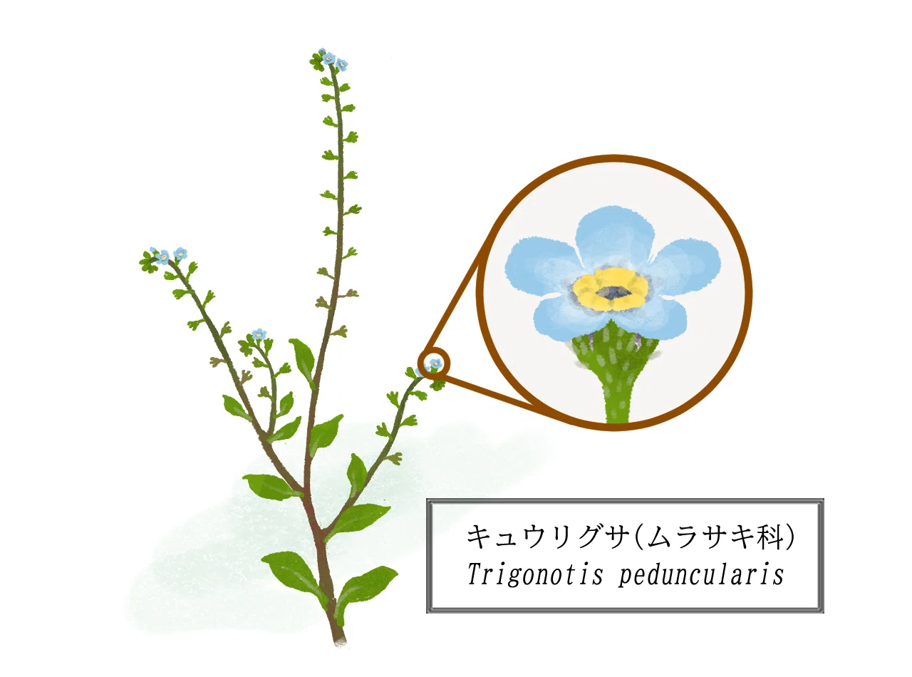 自然のしくみ】キュウリグサ －「くるん」のひみつ－｜戸田ノブコ