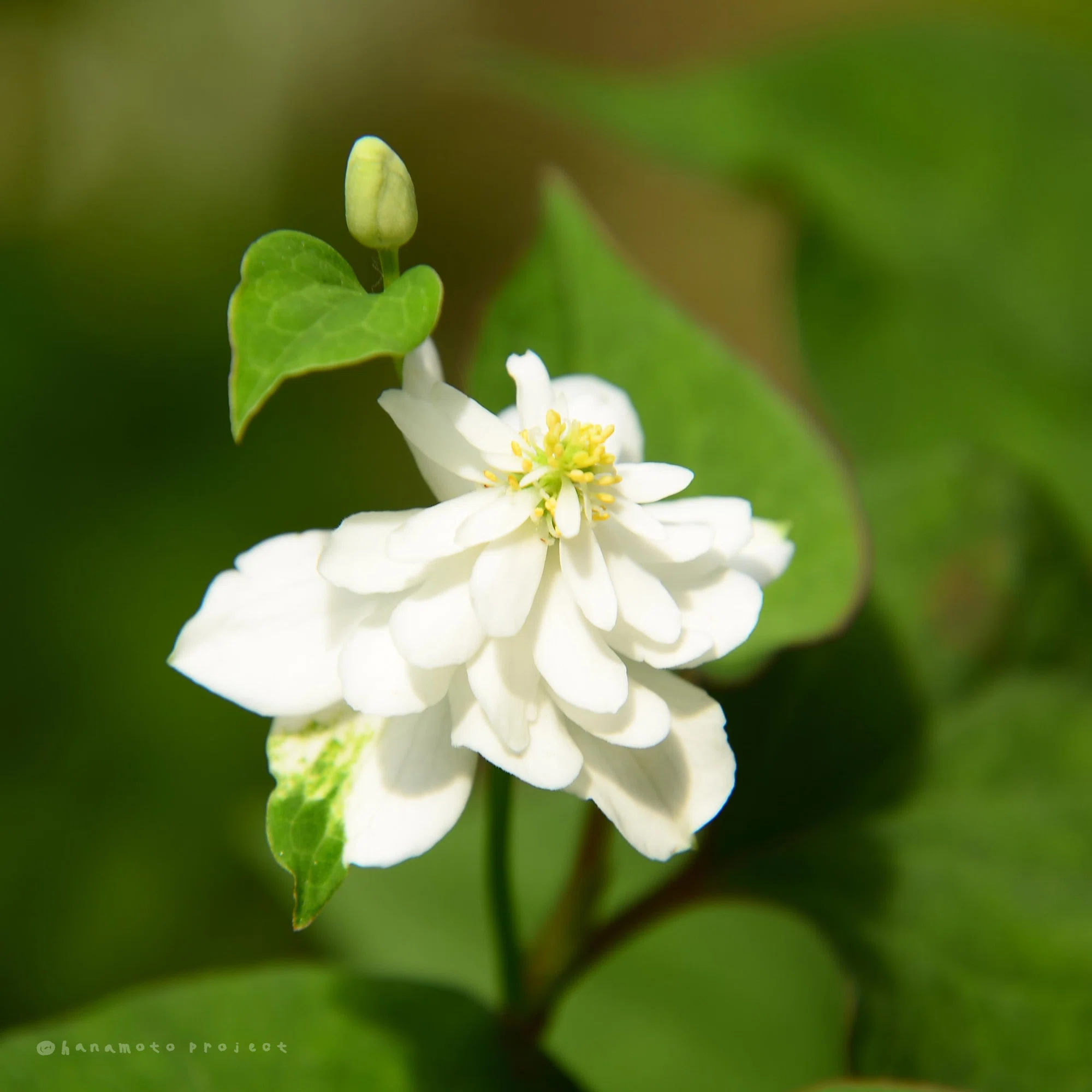 今日もおつかれさまです：2026-06-04｜花介 ✿写真・作曲✿