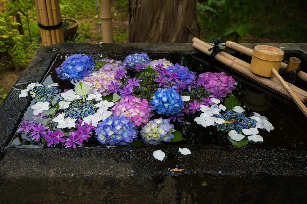 紫陽花の花手水 | LUMIX TX3｜borichan | 旅するカメラ