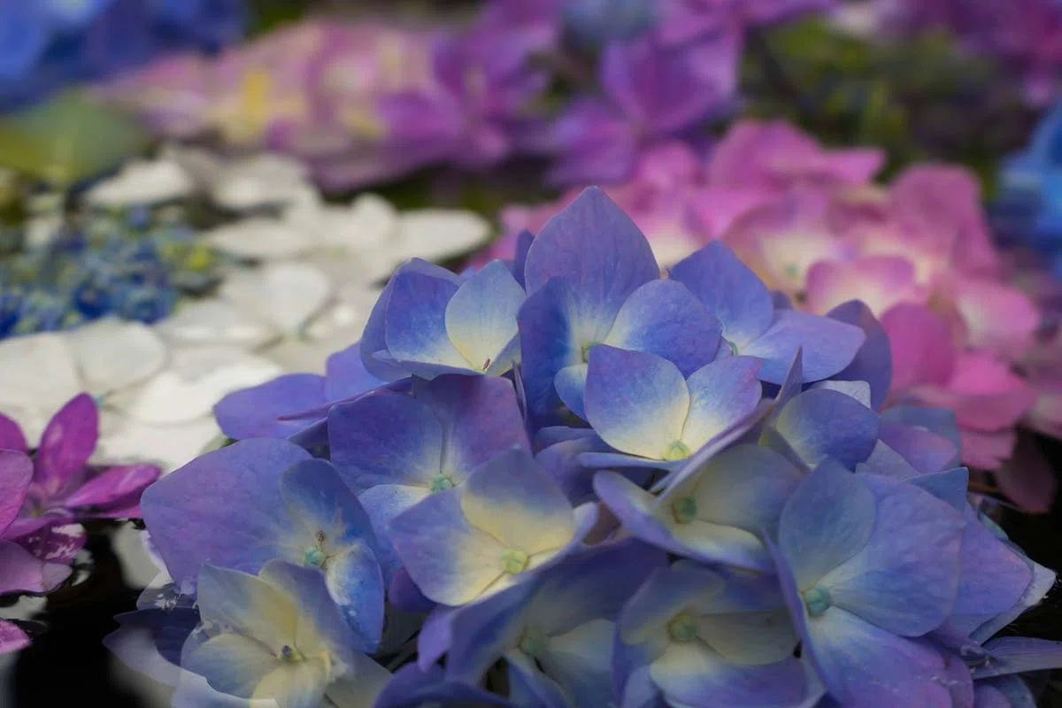 紫陽花の花手水 | LUMIX TX3｜borichan | 旅するカメラ