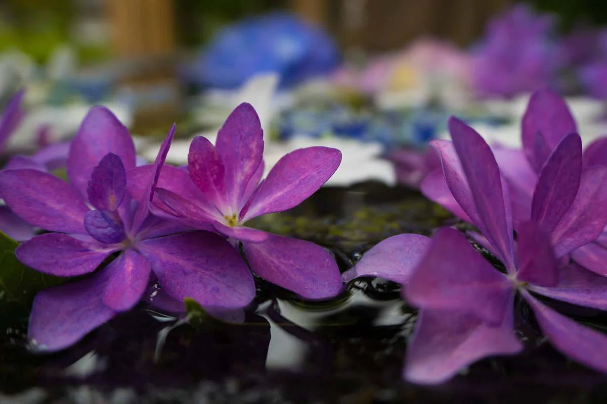 紫陽花の花手水 | LUMIX TX3｜borichan | 旅するカメラ