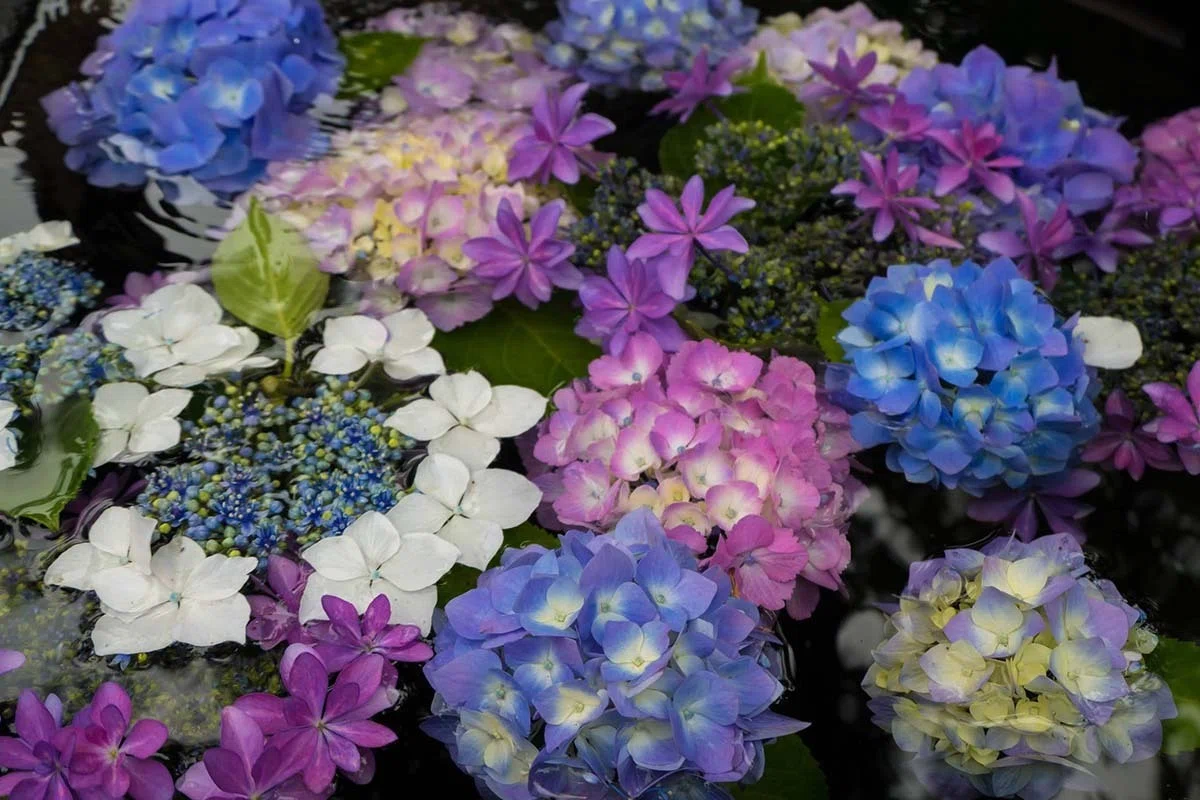 紫陽花の花手水 | LUMIX TX3｜borichan | 旅するカメラ