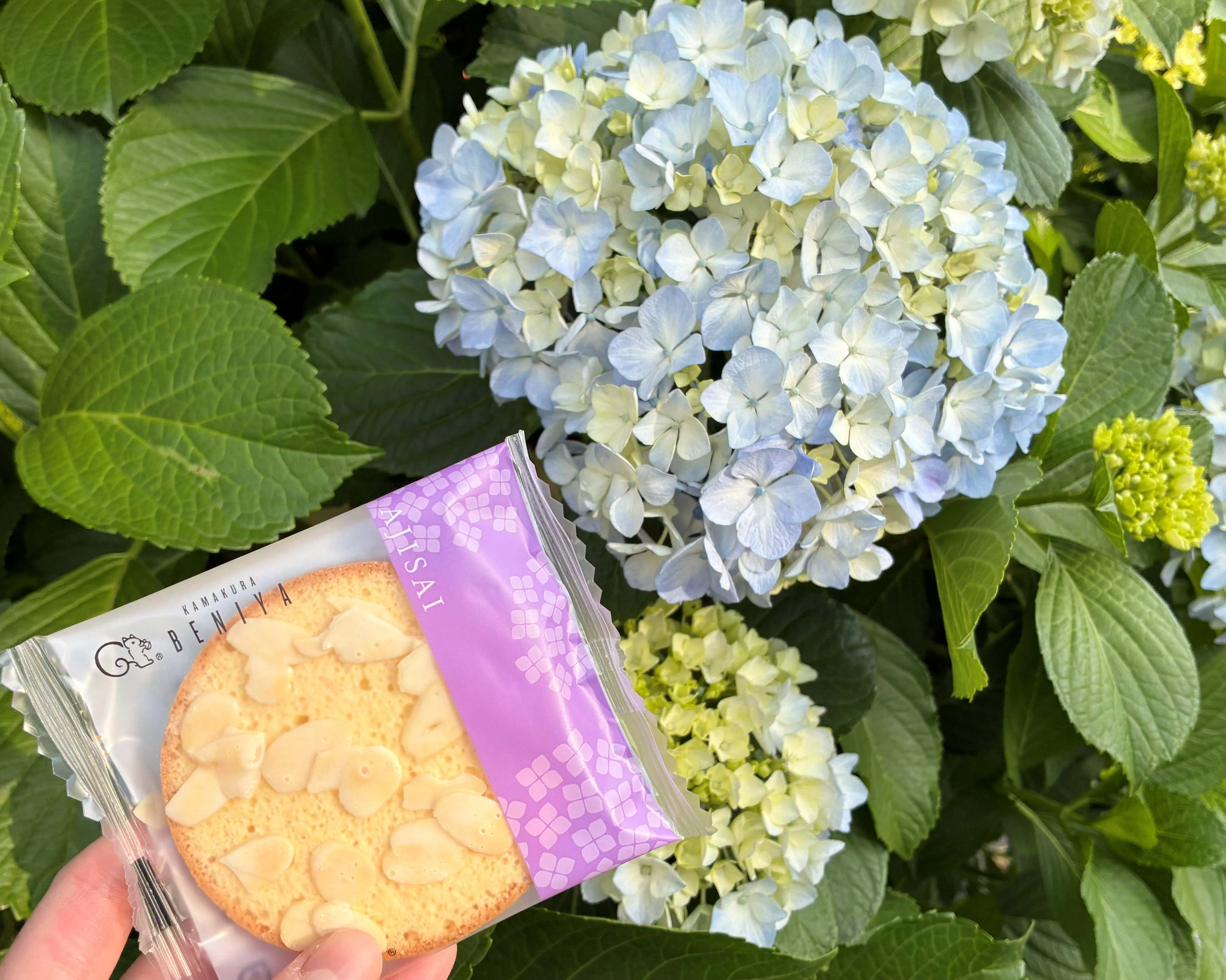 紫陽花様★専用商品★製作中 AJISAI WALK💠あじさい50周年記念「紫陽花さんぽ」｜鎌倉紅谷
