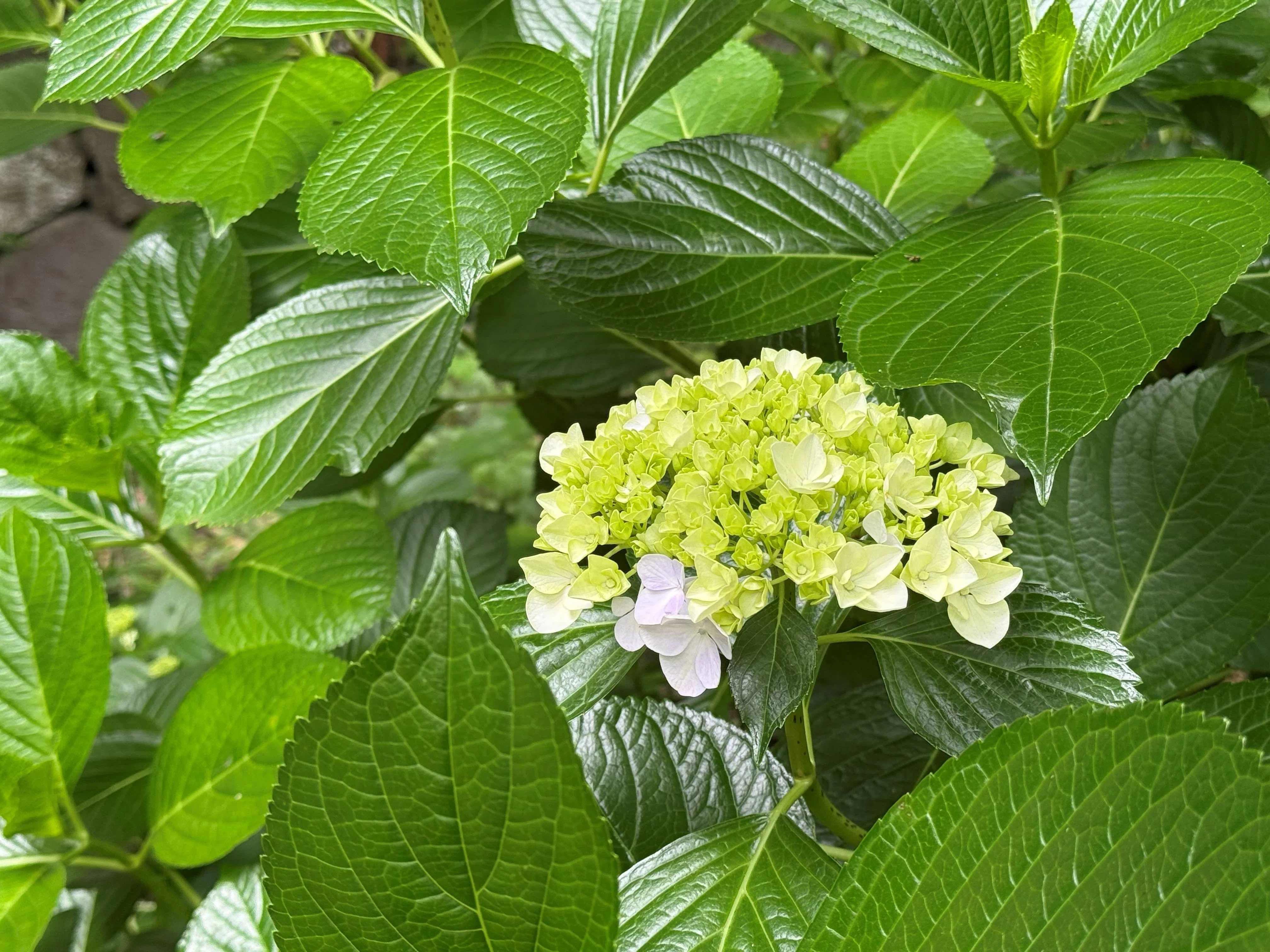 AJISAI WALK💠あじさい50周年記念「紫陽花さんぽ」｜鎌倉紅谷
