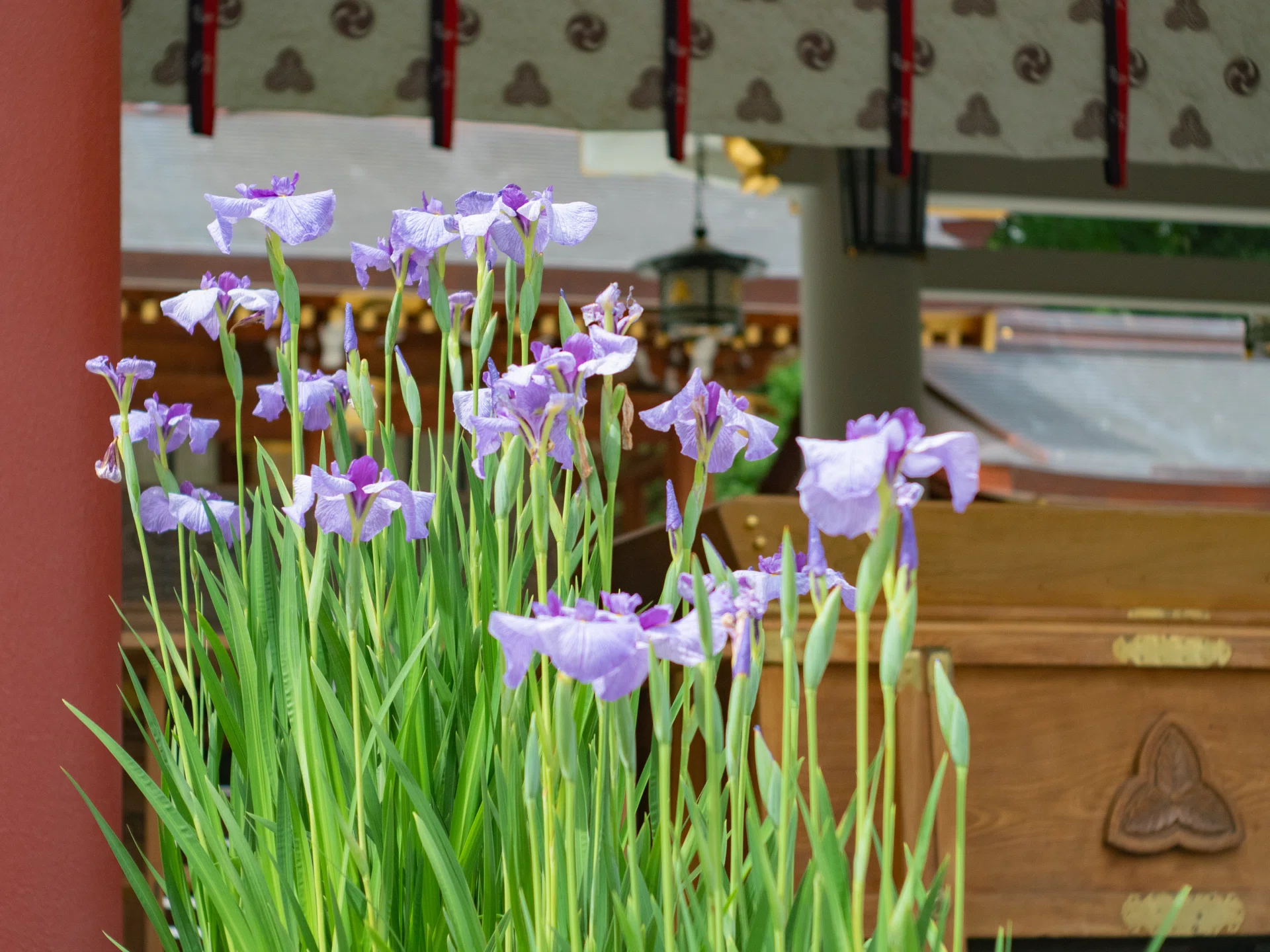 【希少】香合（日本初之宮須我神社遷宮古材） 旧東独のオールドレンズで、西宮神社の花菖蒲を撮る｜KATSUMI