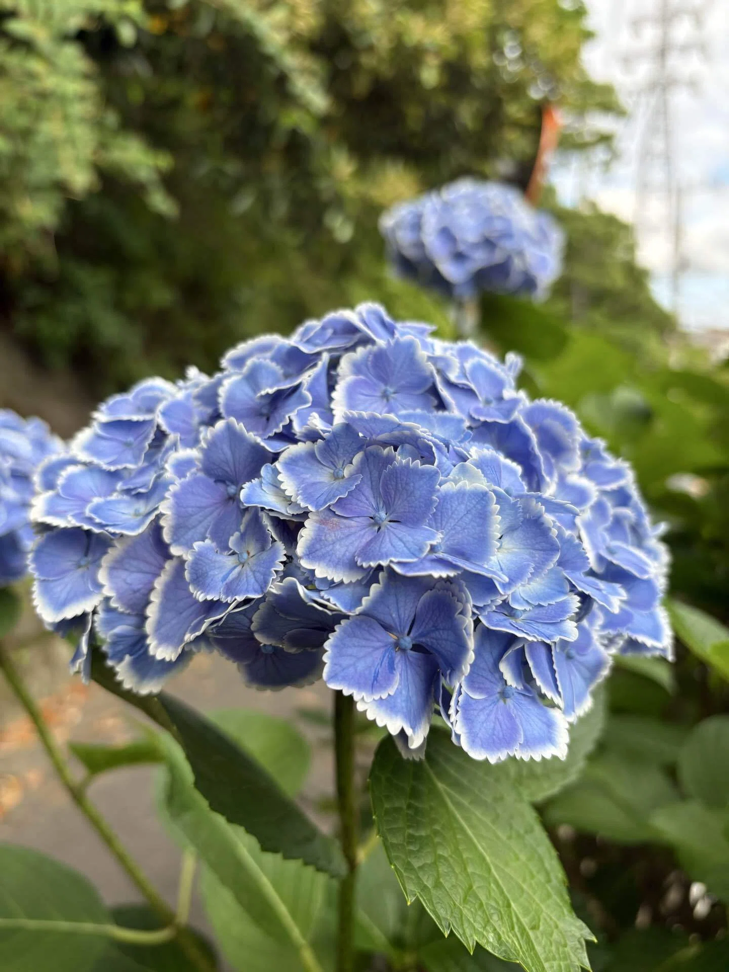 2026だんだんそろってきた紫陽花｜vivi