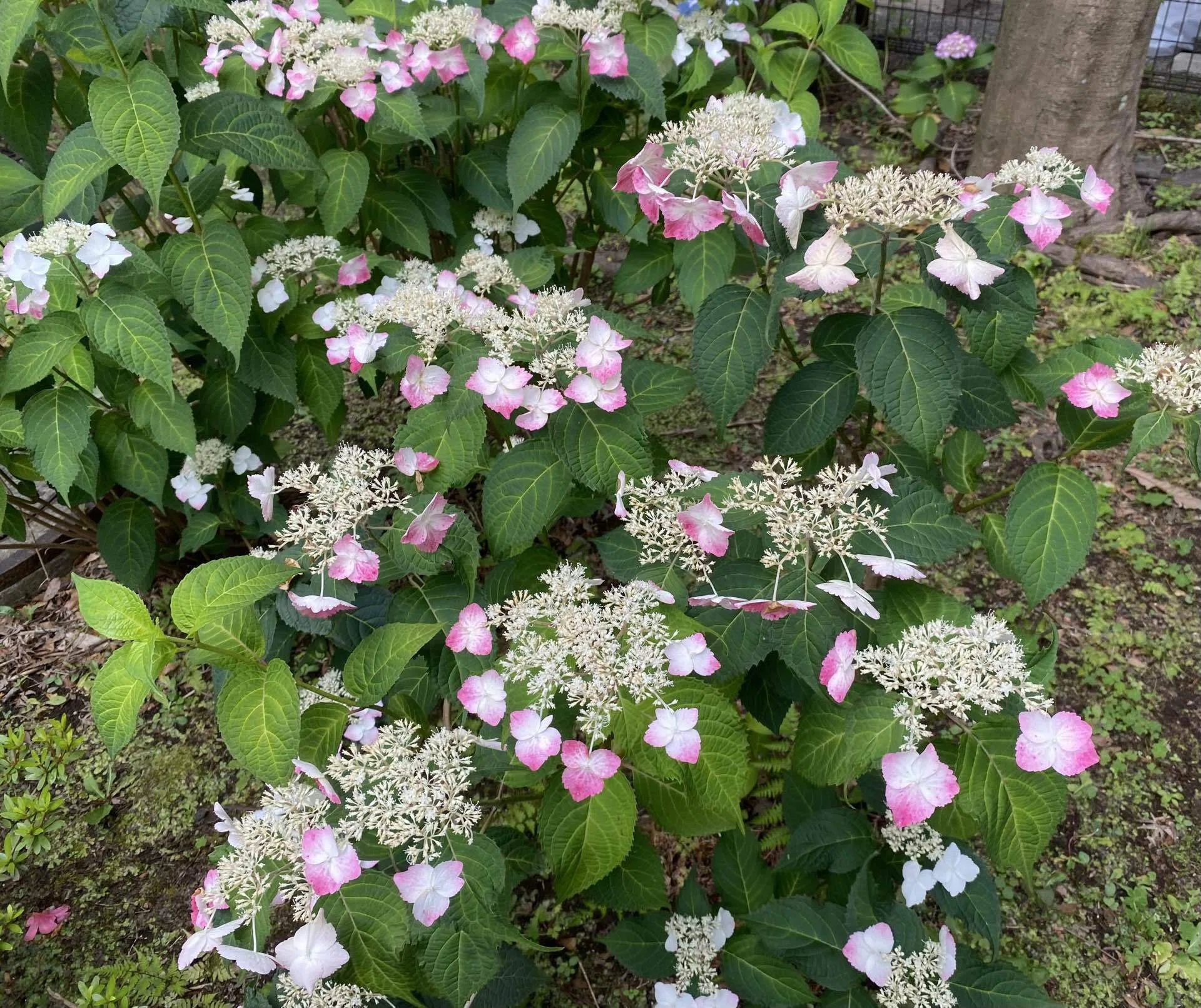 さらに色づく白い紫陽花｜之哲／Yuki Satoru