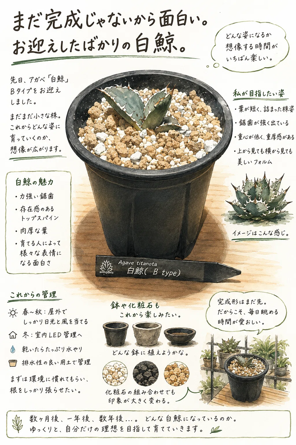 まだ完成じゃないから面白い。お迎えしたばかりの白鯨。｜マキ爬虫類