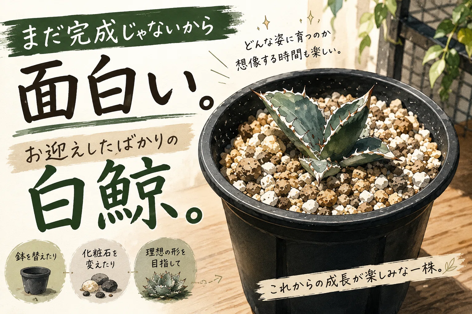 まだ完成じゃないから面白い。お迎えしたばかりの白鯨。｜マキ爬虫類