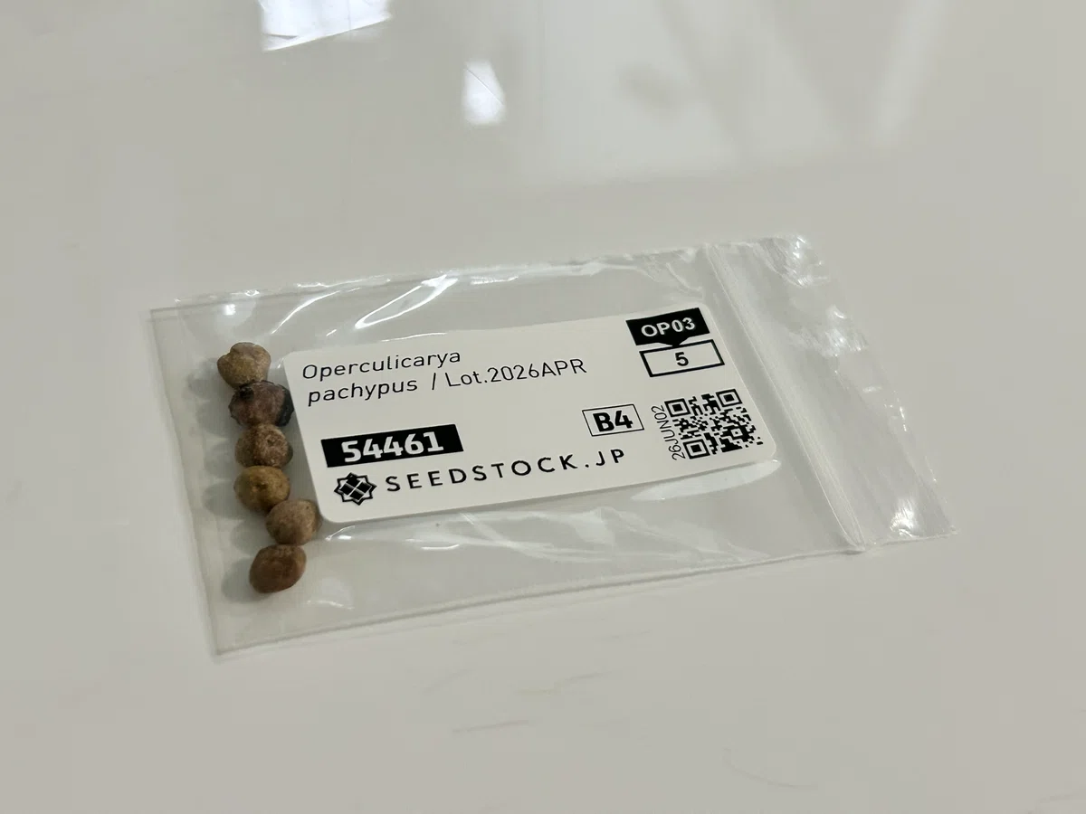 植物初心者がオペルクリカリア・パキプスの種まきに挑戦してみた！｜F