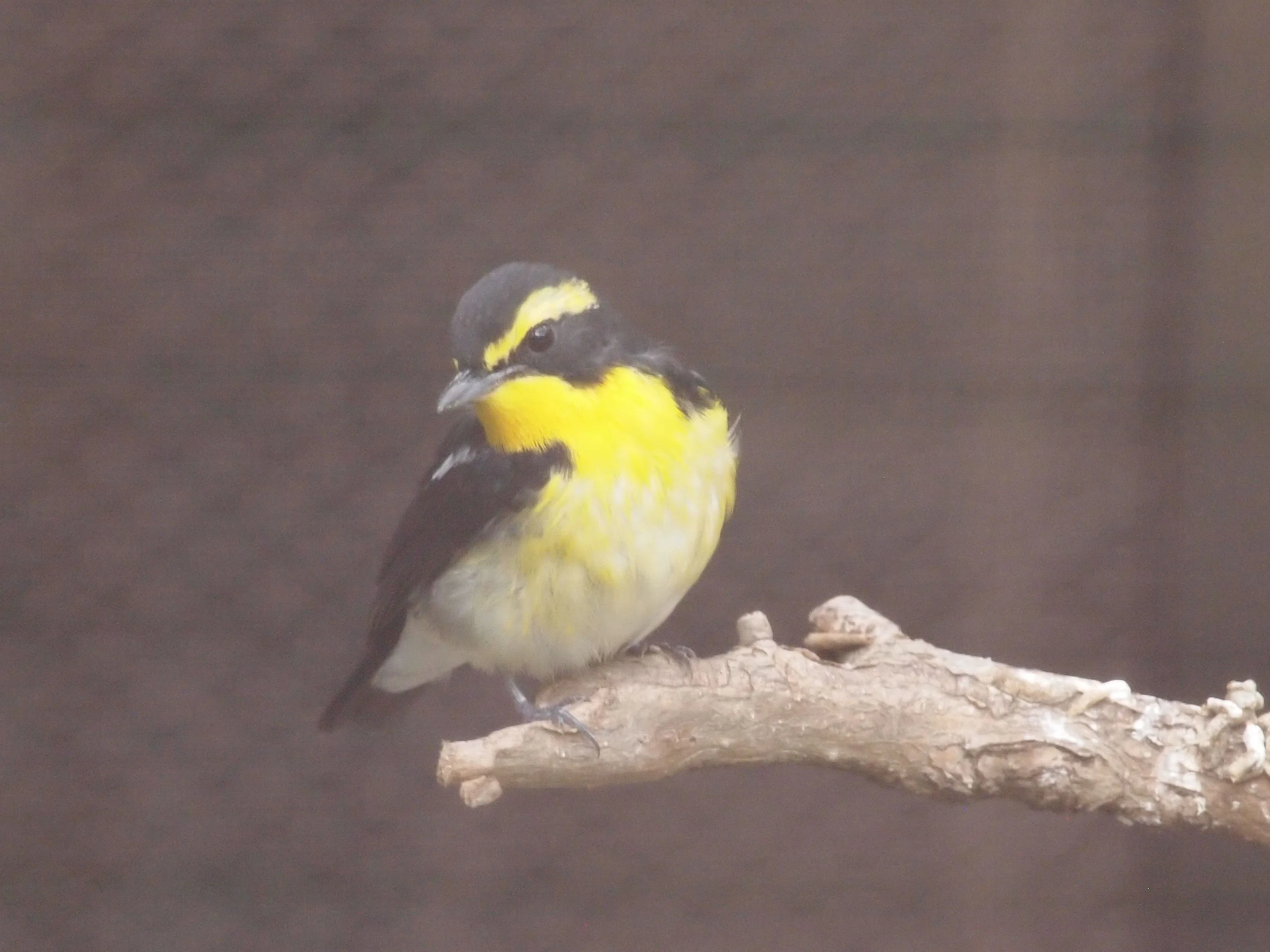ナルシストな鳥？│キビタキ Narcissus Flycatcher｜M_ayumi