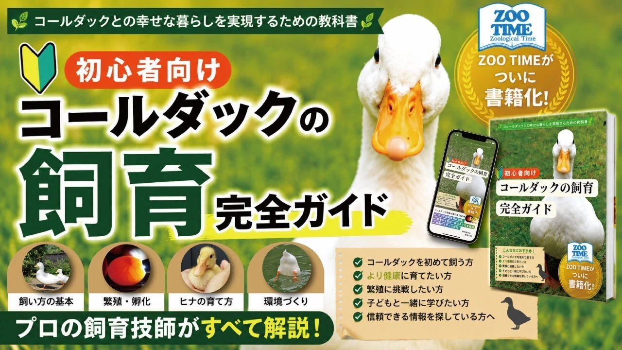 コールダックとアヒルを比較 | ZOOTIME