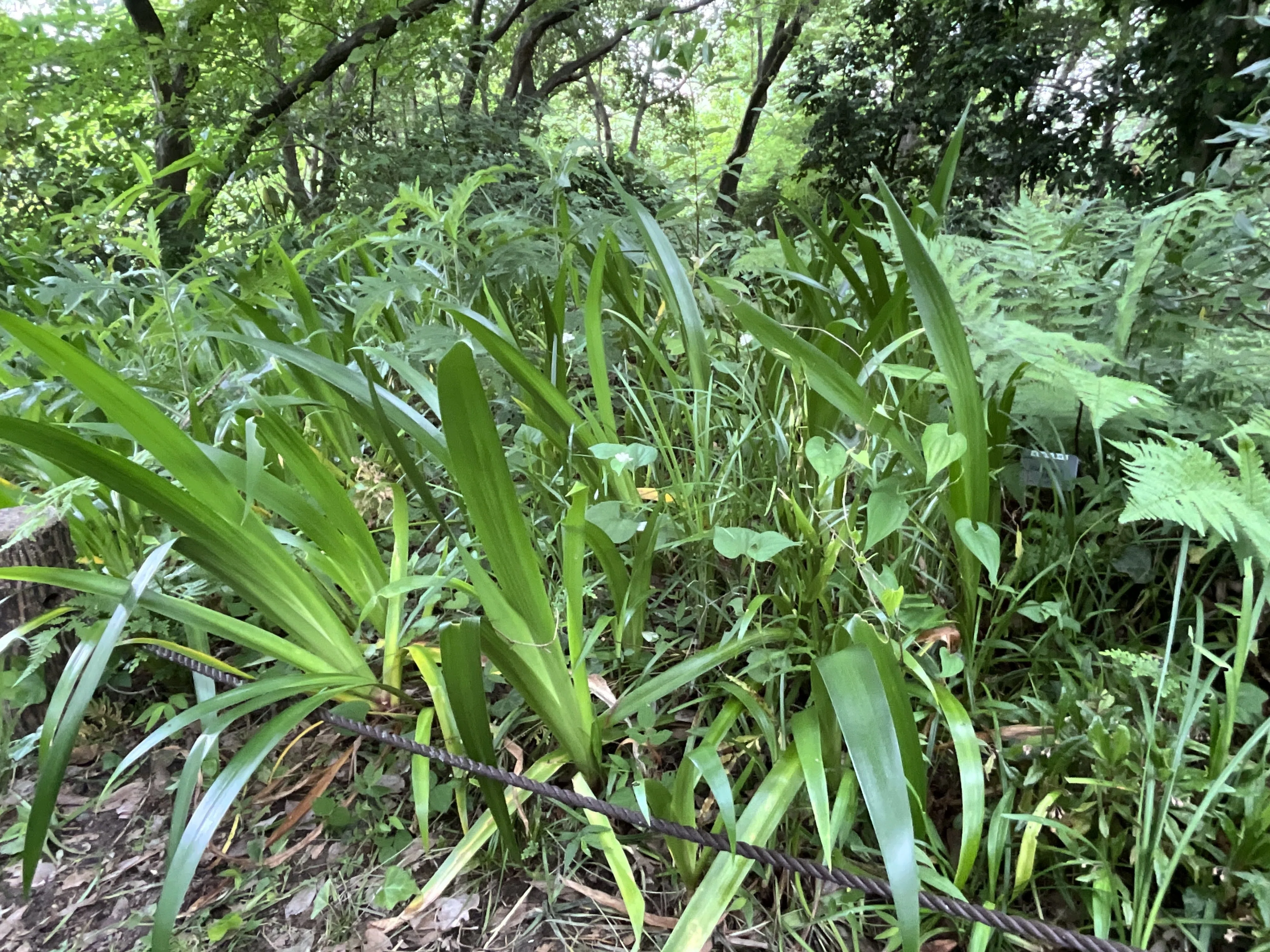 ヤエドクダミ（八重蕺草）（京都府立植物園）：2026年6月5日（金