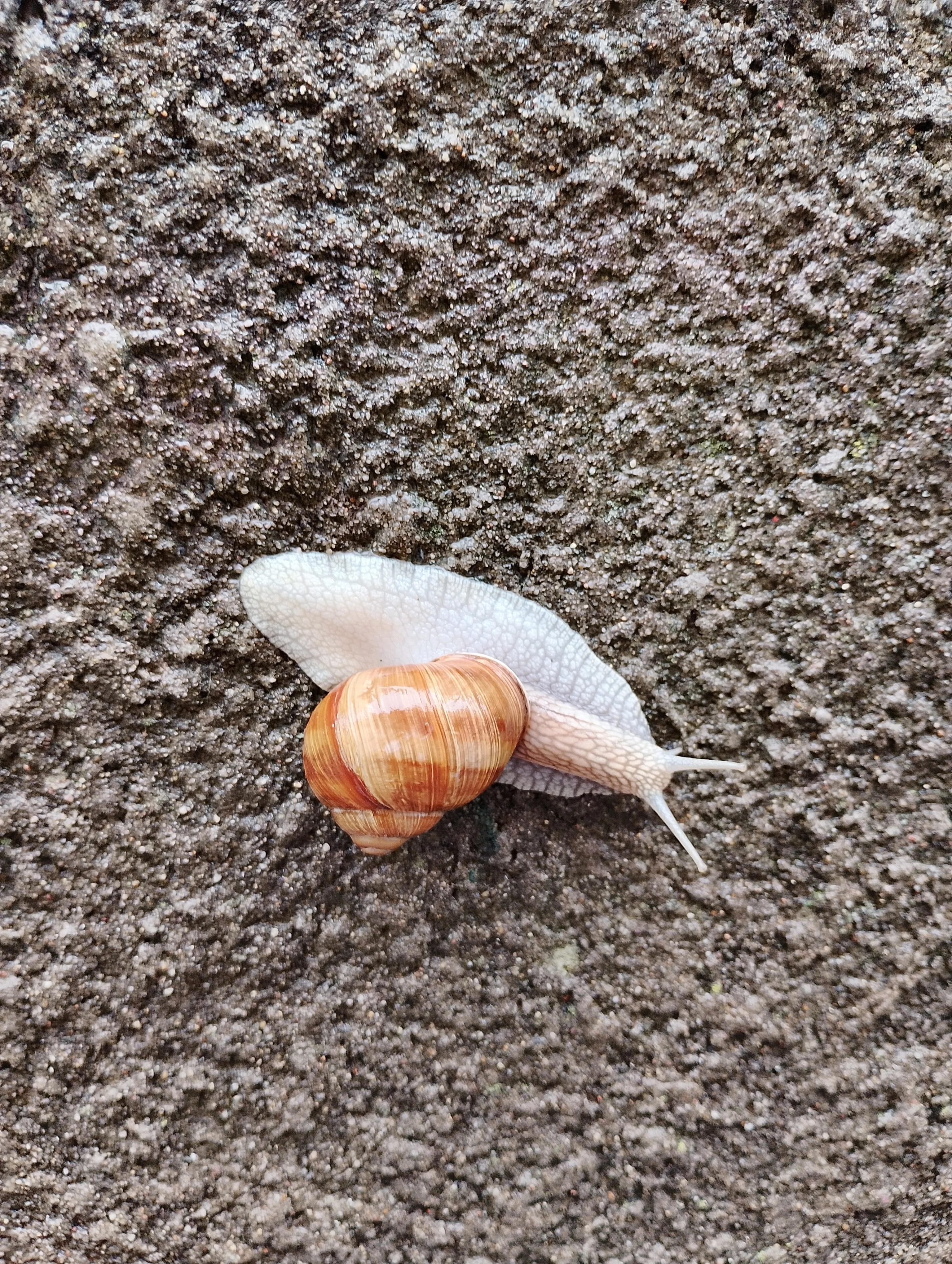 ところかわれば生き物も多様（かたつむり写真あり）｜りらっくす
