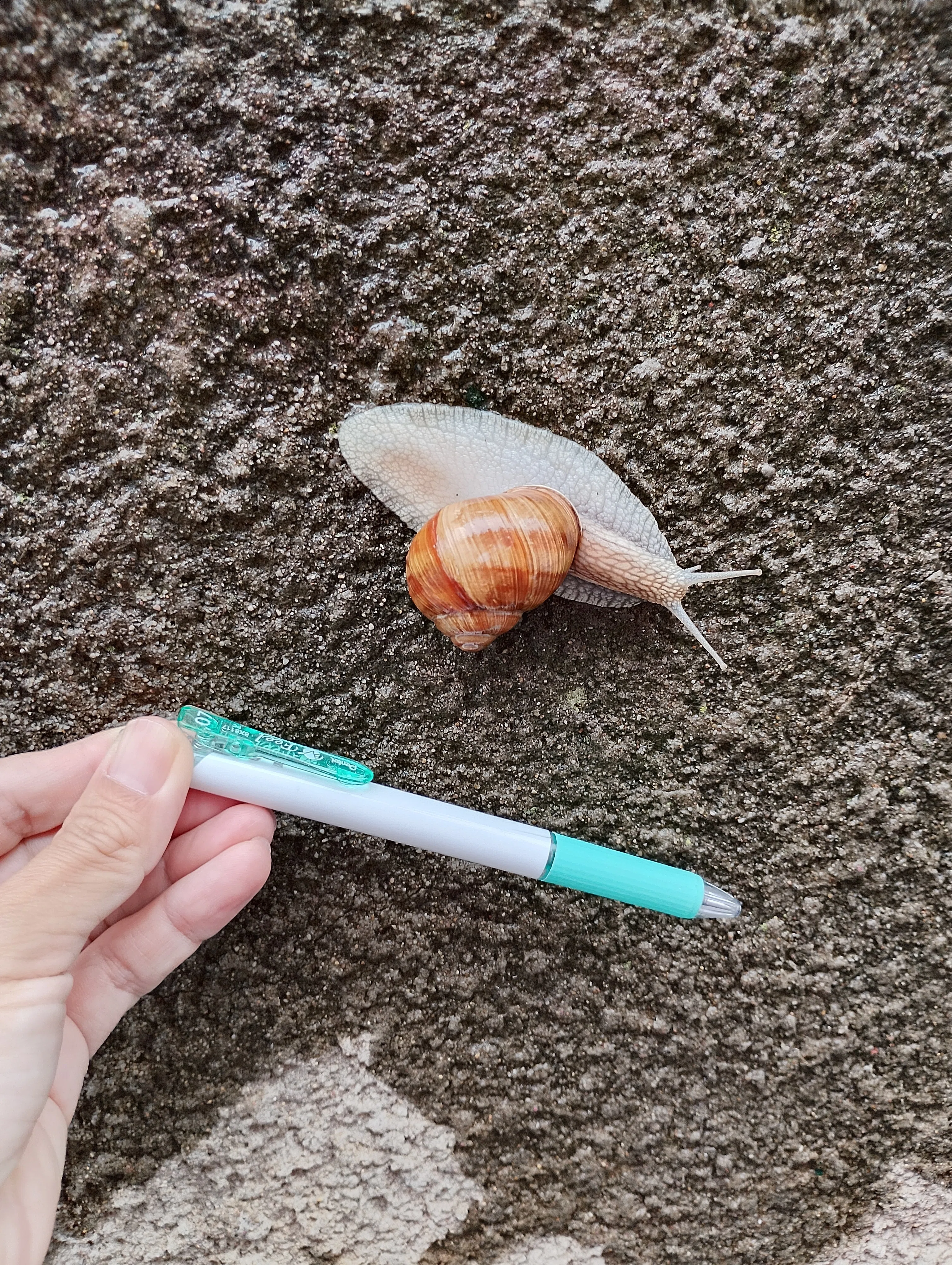 ところかわれば生き物も多様（かたつむり写真あり）｜りらっくす