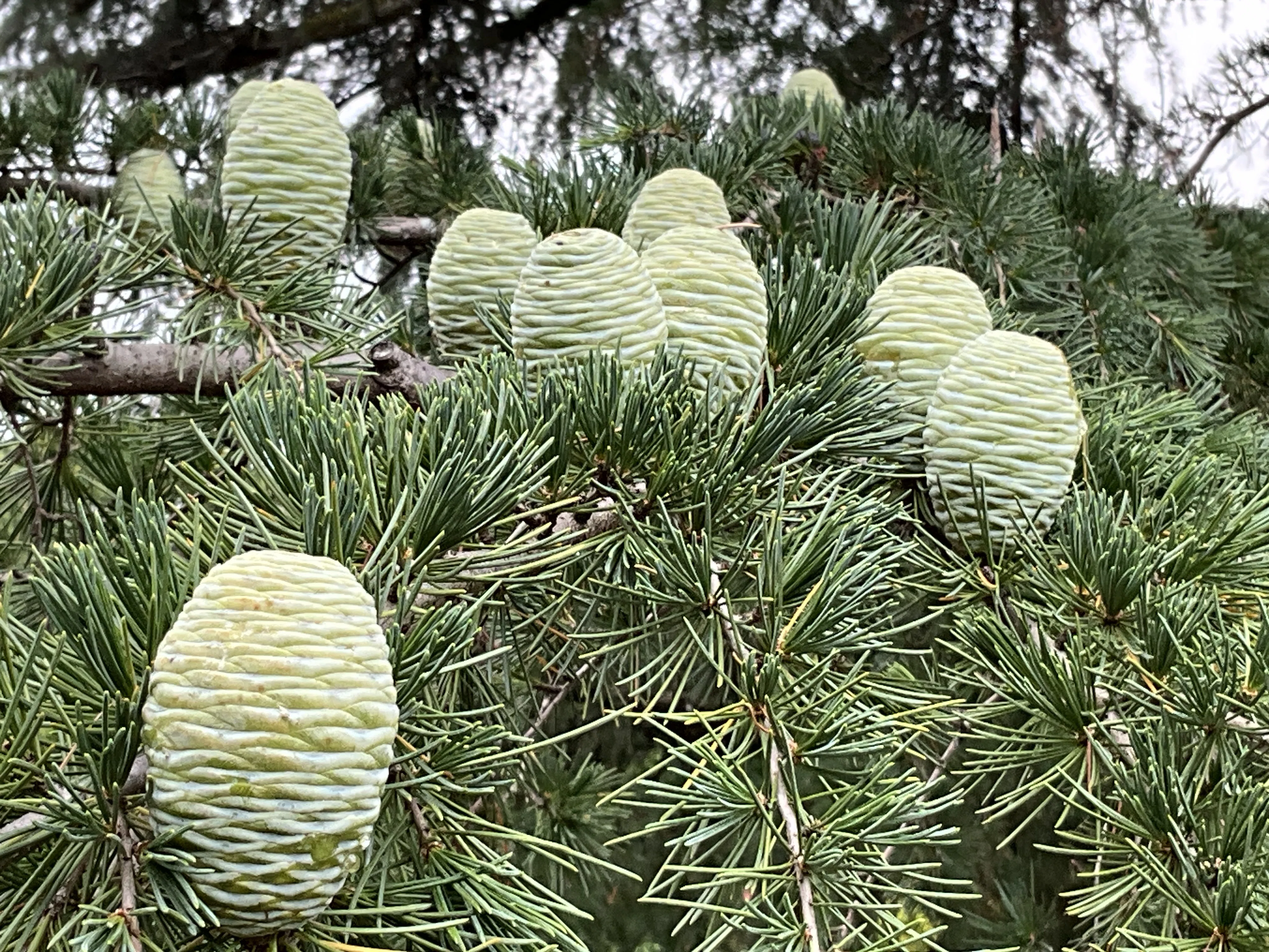 ヒマラヤスギの雌性球果（京都府立植物園）：2026年6月5日（金