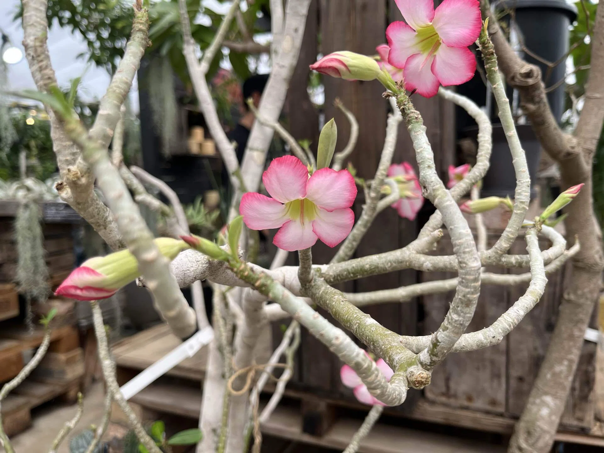 半額の紫陽花｜よもぎ｜住まいと暮らしとオキナインコ。