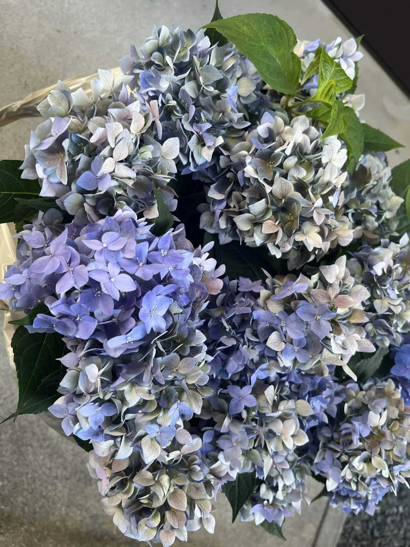 半額の紫陽花｜よもぎ｜住まいと暮らしとオキナインコ。