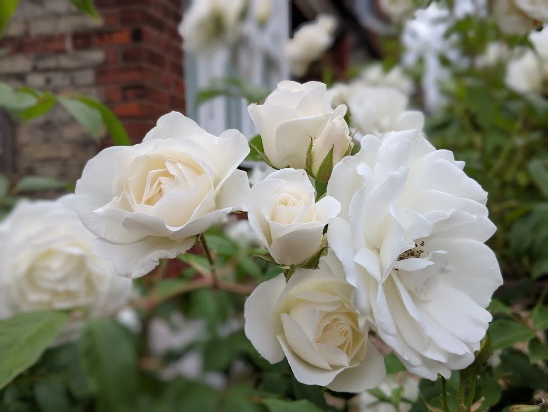 イギリスの6月、この国が最も輝くバラの季節🌹デビッド・オースチンの