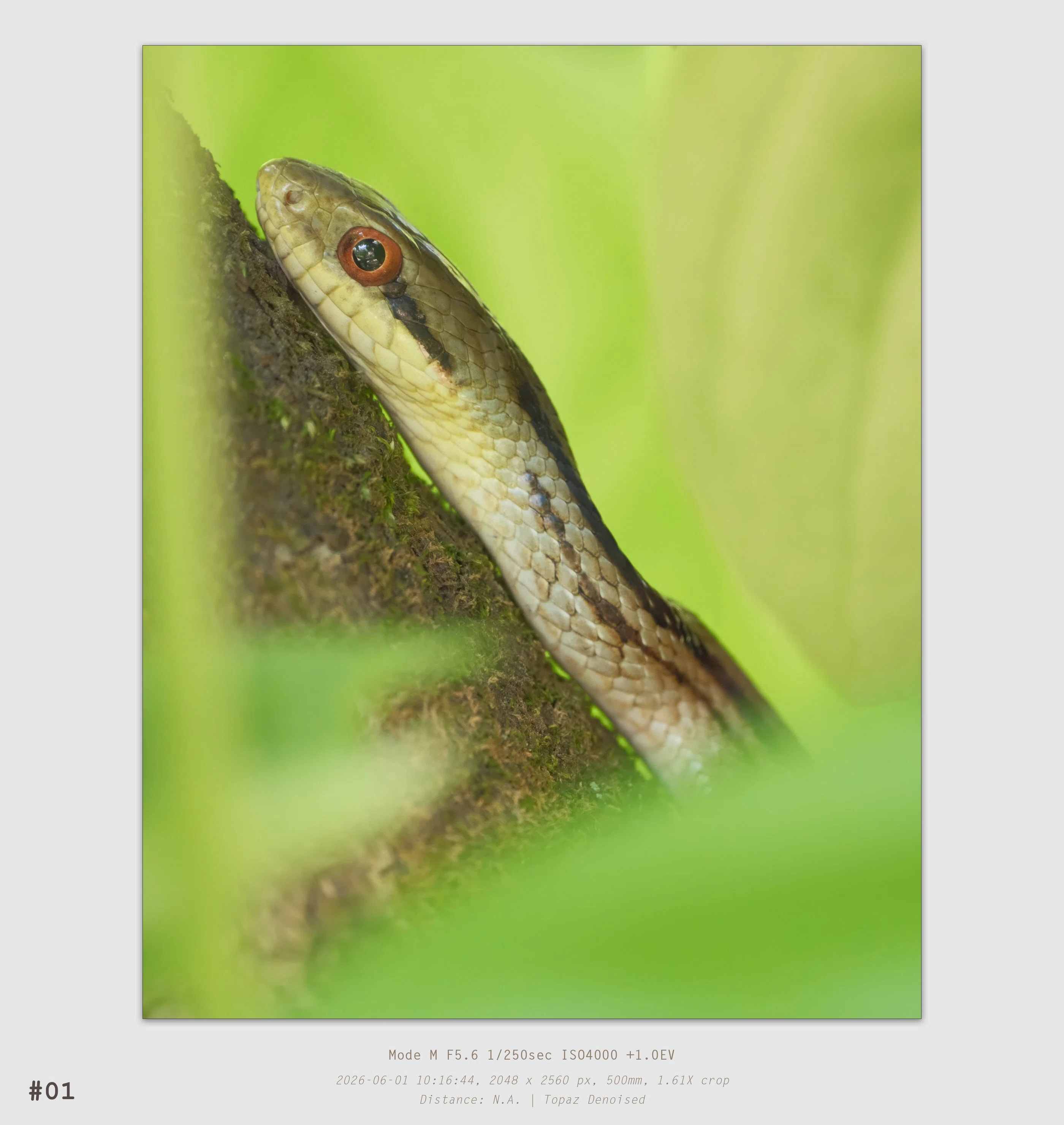 Nature Watch 2026-06-01｜t.koba
