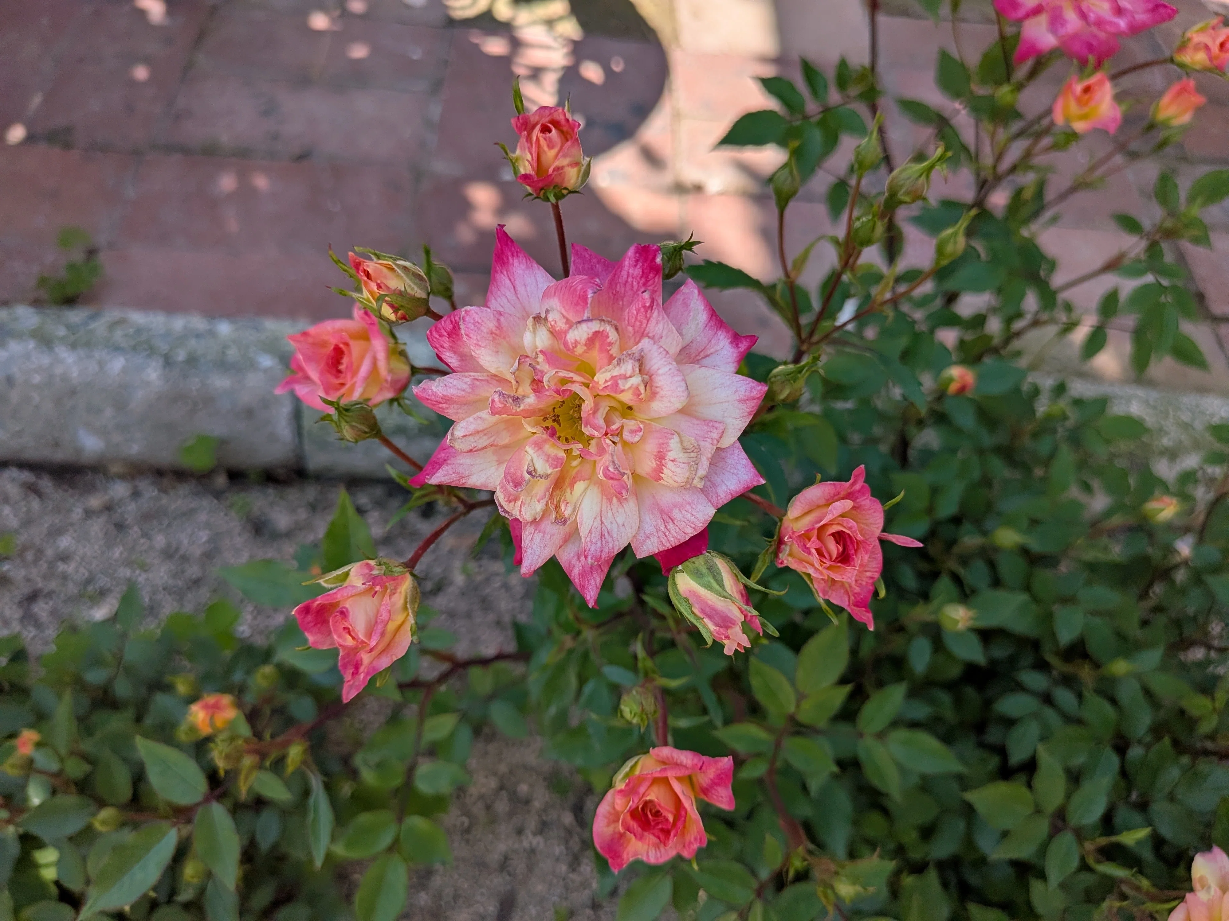 薔薇を追っかけた日々｜とも