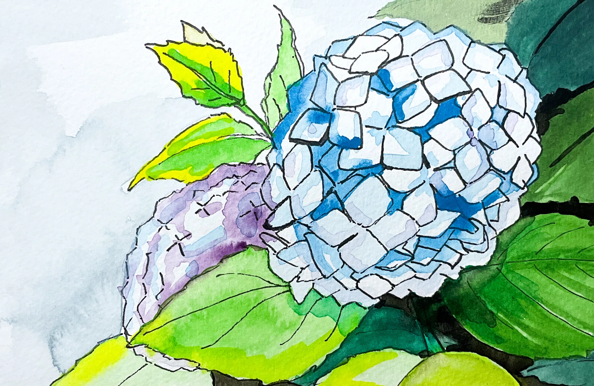紫陽花の季節ですね｜独学水彩画、がんばる馬場香月