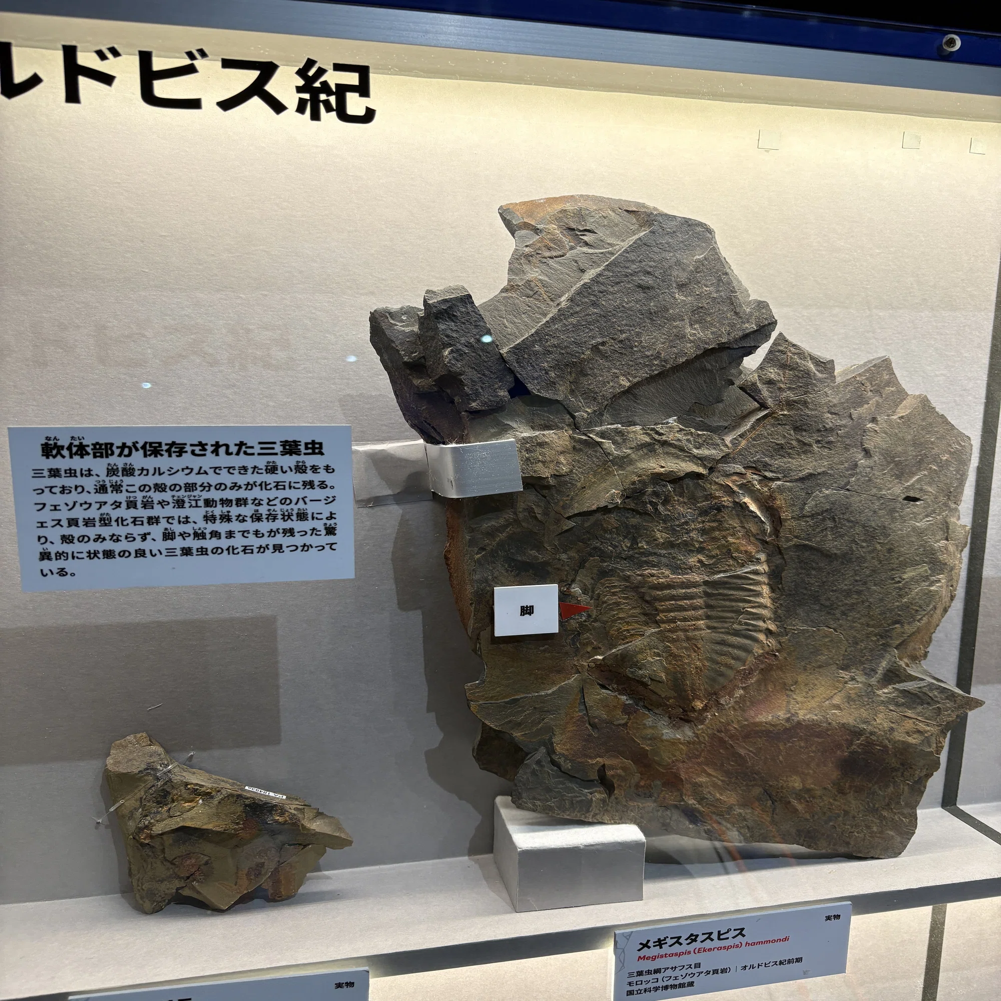 化石に刻まれた地球の歴史「大絶滅展 生命史のビッグファイブ」に行っ 