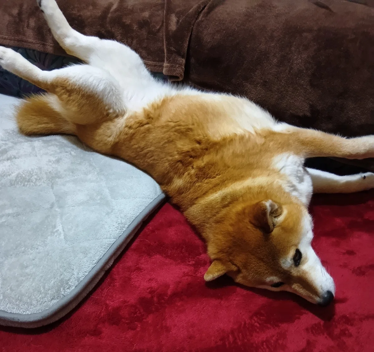 床に落ちている赤柴さんの画像