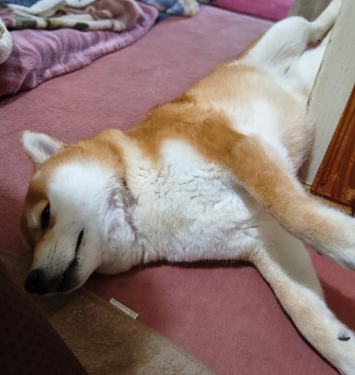 また床に落ちている赤柴さんの画像