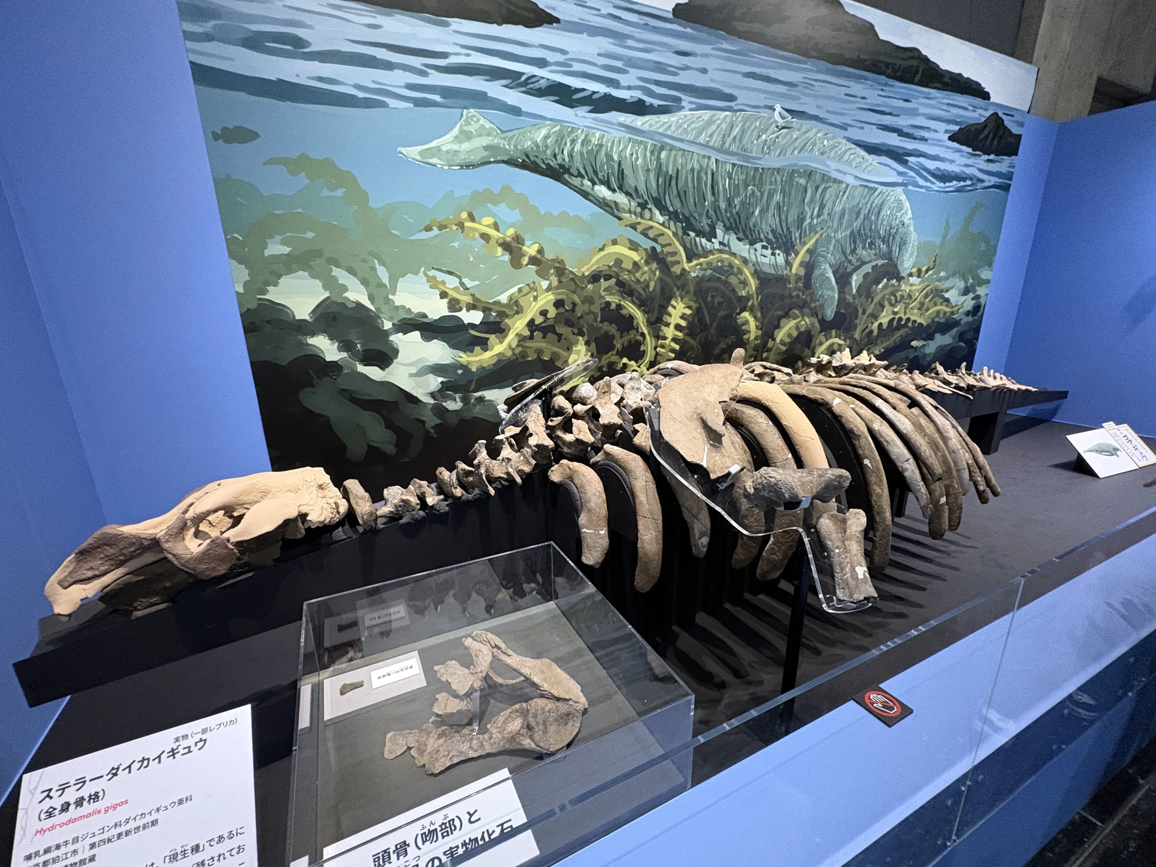 化石に刻まれた地球の歴史「大絶滅展 生命史のビッグファイブ」に行っ 