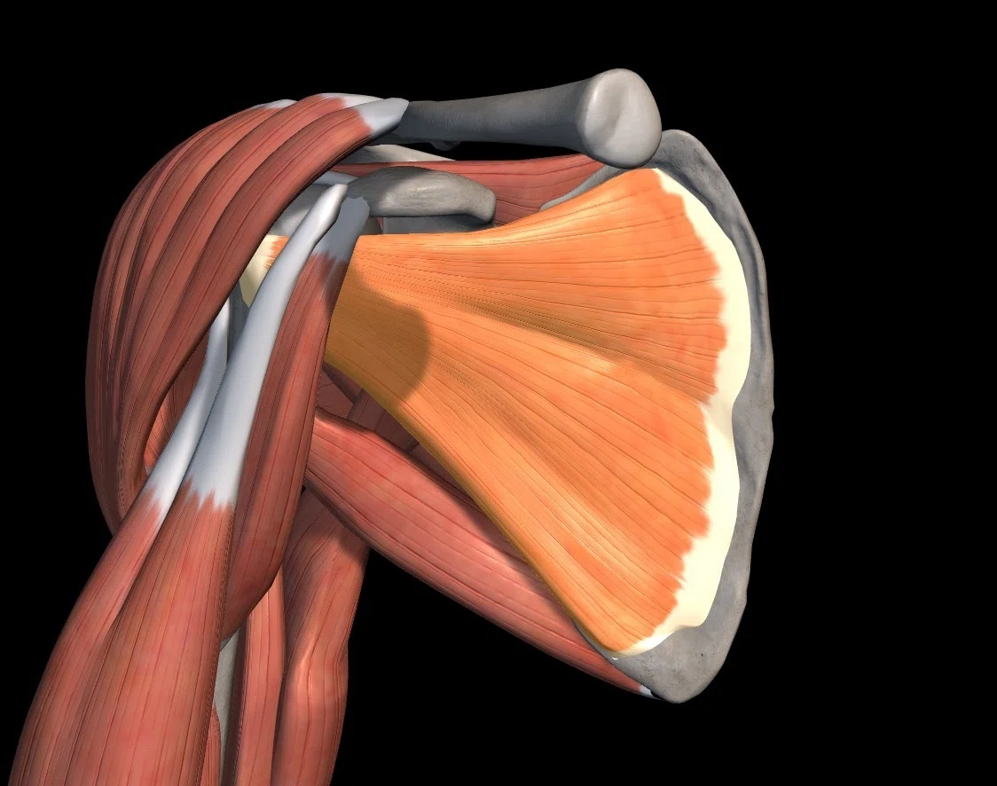 [Shoulder Joint] What are the causes of stiff internal and external ...