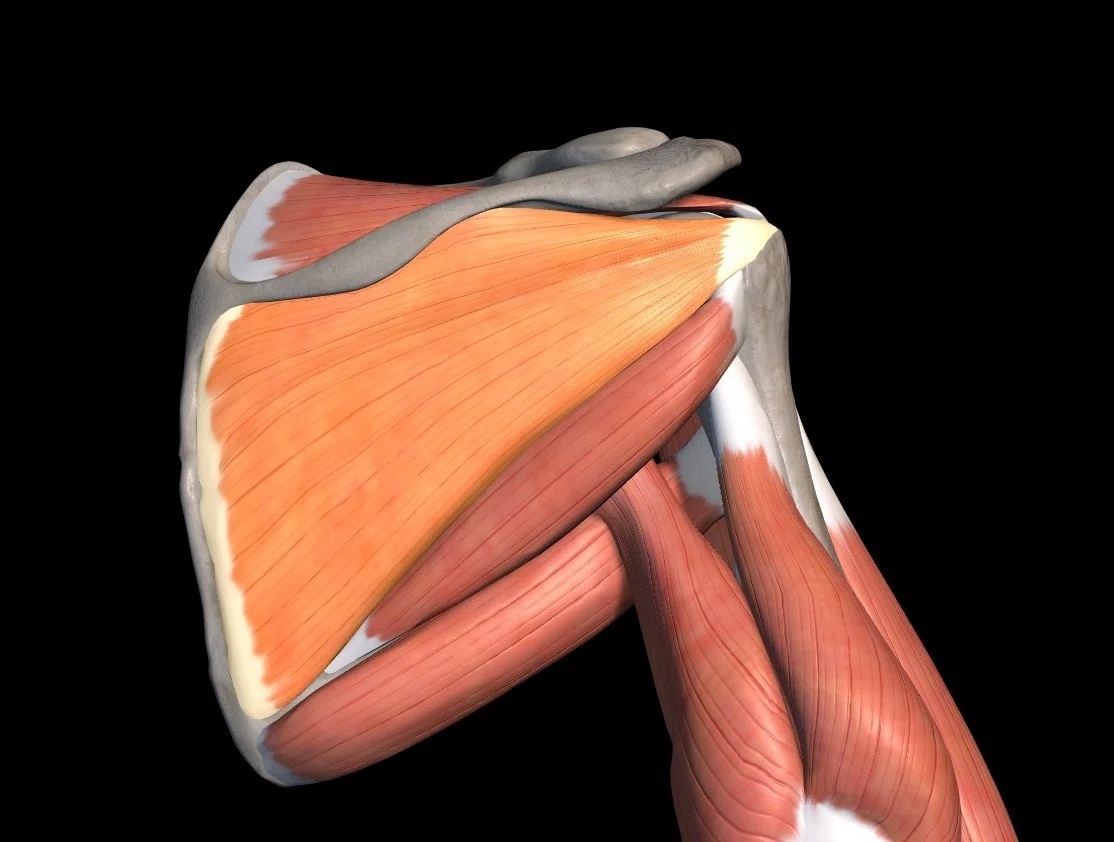 [Shoulder Joint] What are the causes of stiff internal and external ...