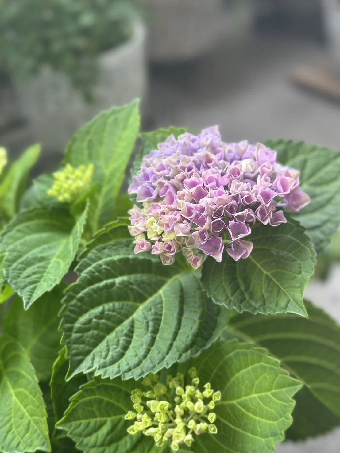 雨の季節の癒し。ベランダの紫陽花が咲き始めました｜Yuka｜心と暮らし
