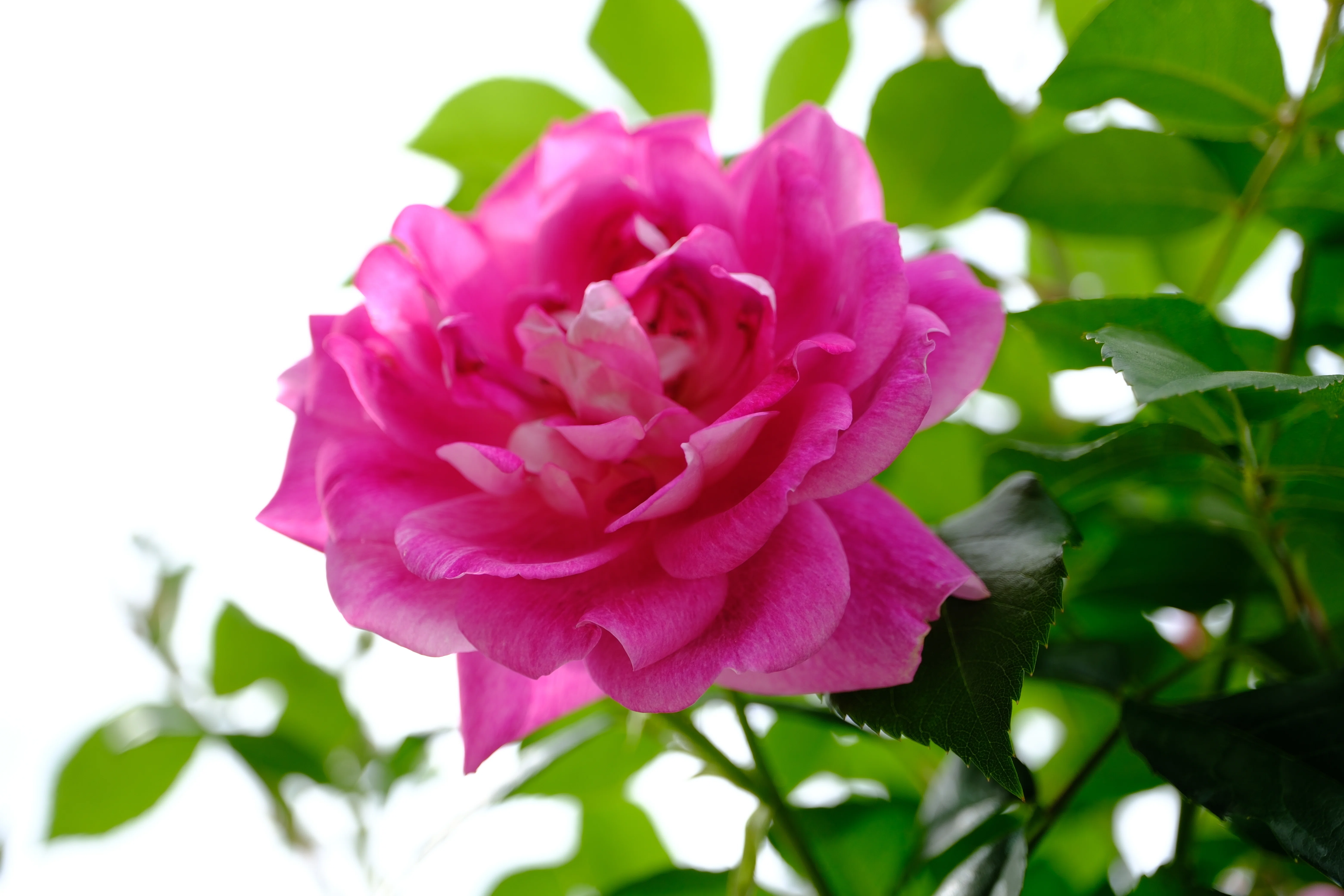 📷X-T30III × 🌹中之島バラ園 ｜ 🇩🇪ブリリアント・ピンク・アイス