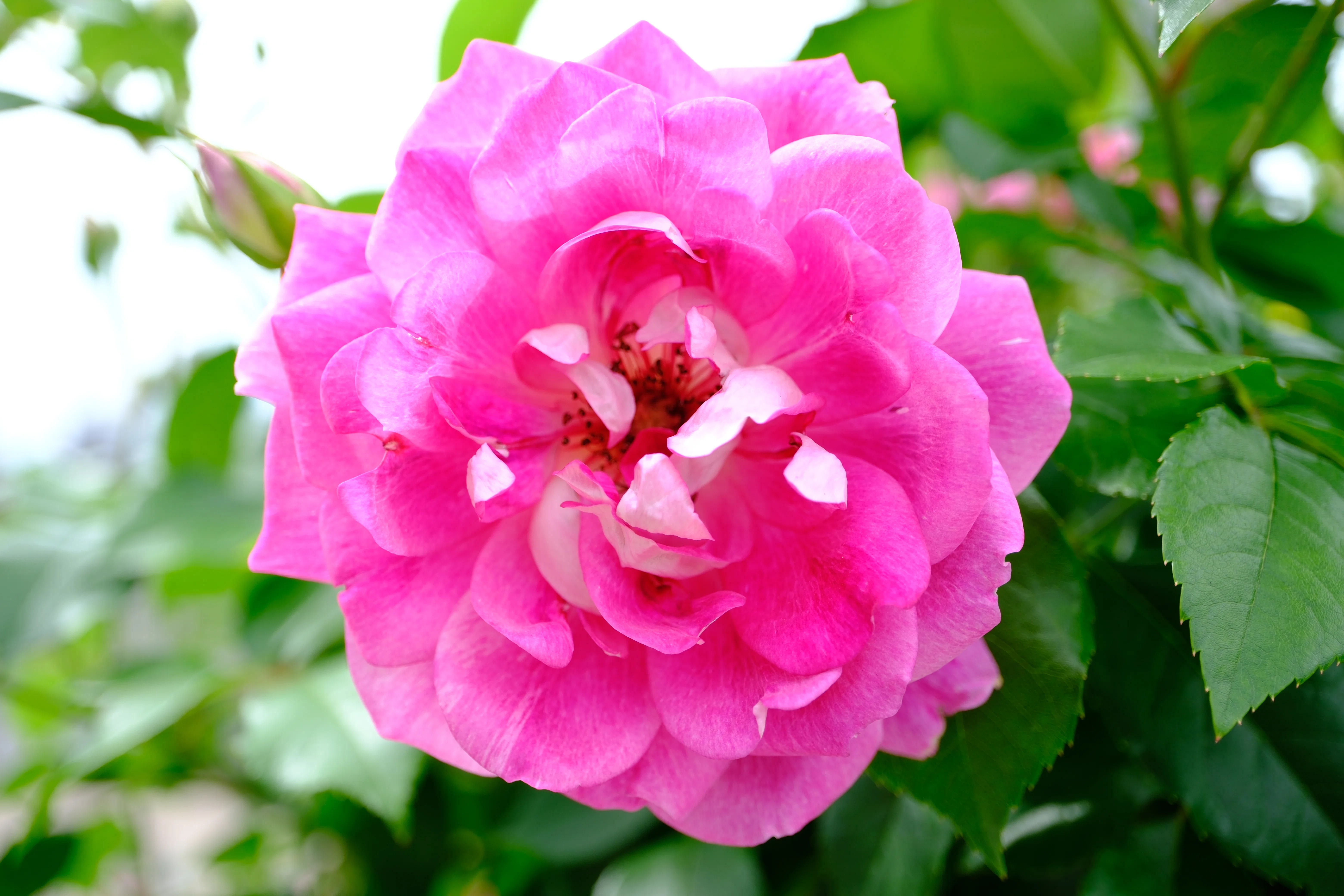 📷X-T30III × 🌹中之島バラ園 ｜ 🇩🇪ブリリアント・ピンク・アイス