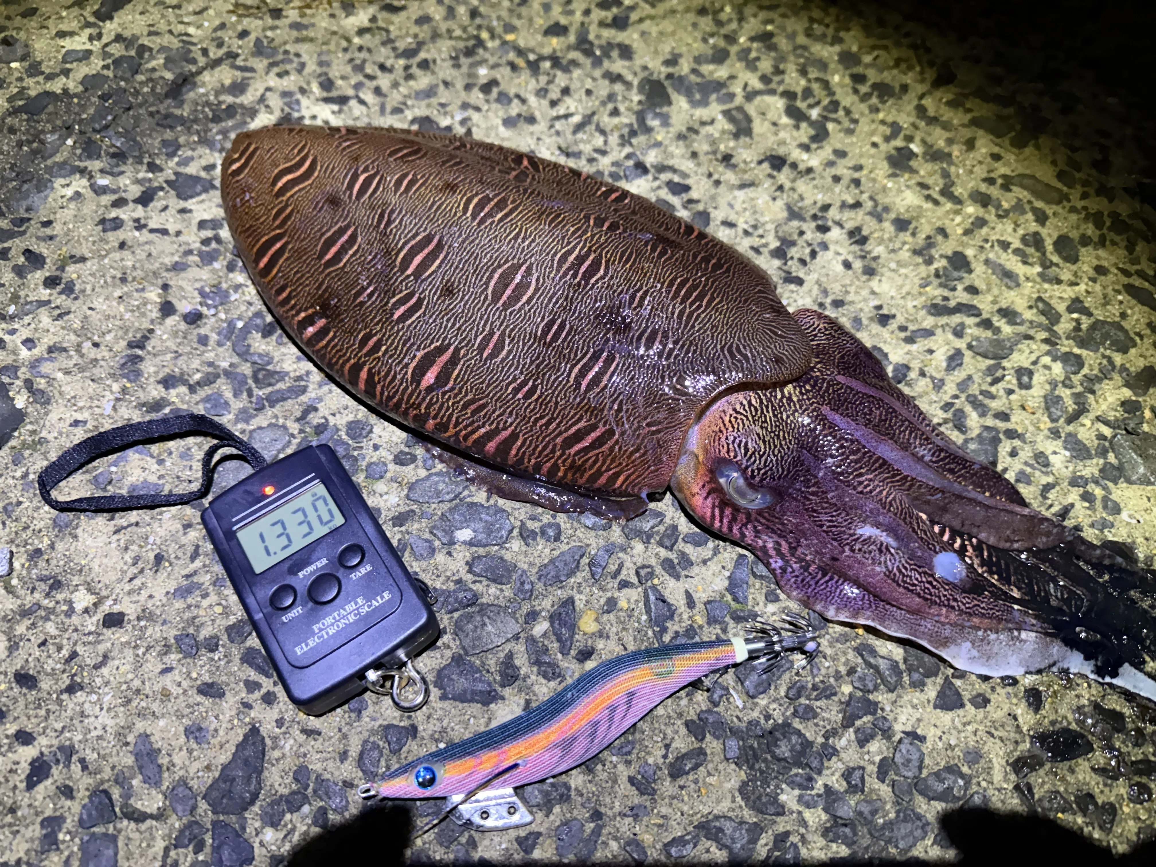 初夏 呼子エギング】3キロ実績堤防で自己新更新｜1.33キロの紋甲イカを
