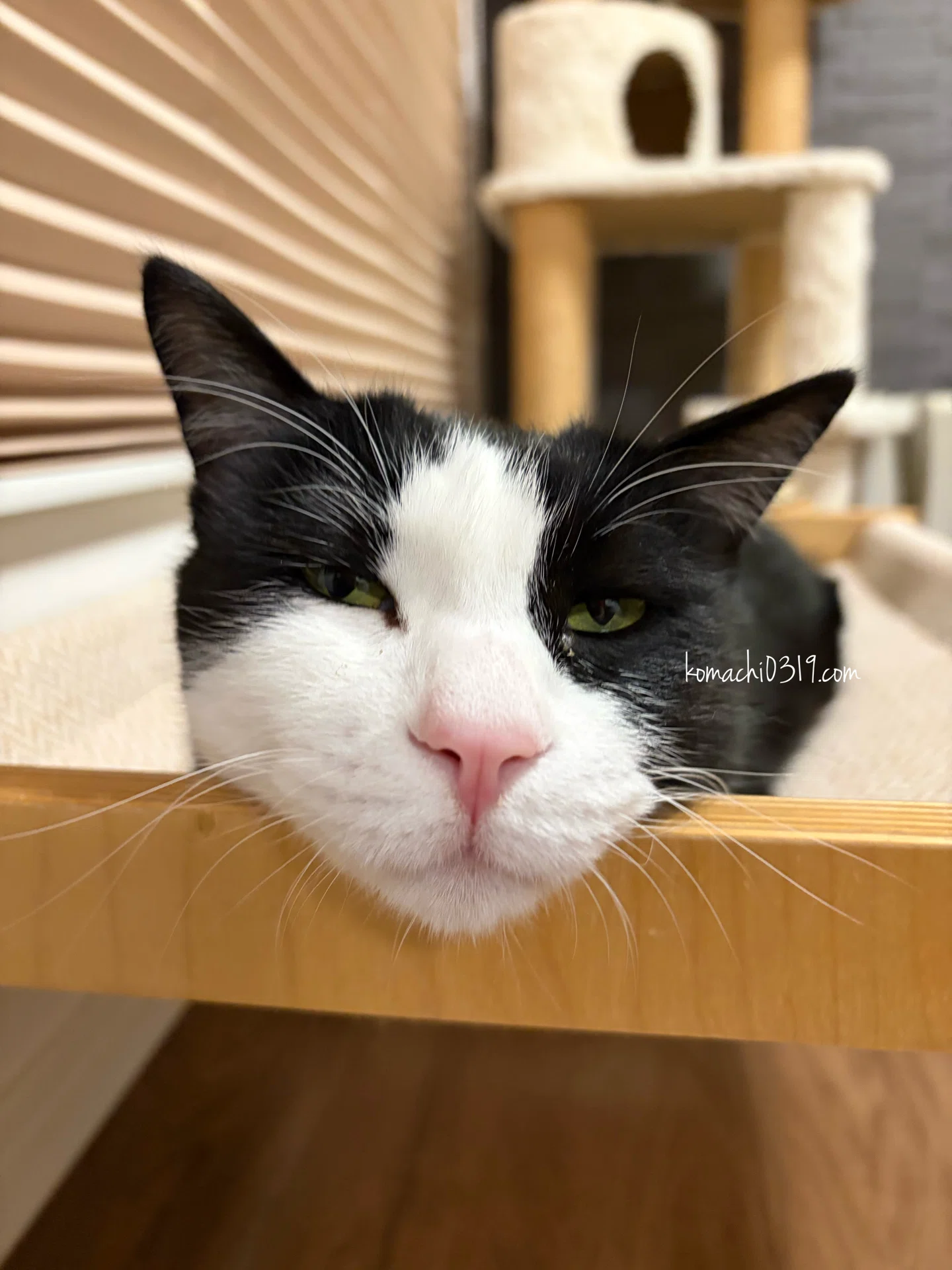 2026年6月6日 朝の猫達｜こまち
