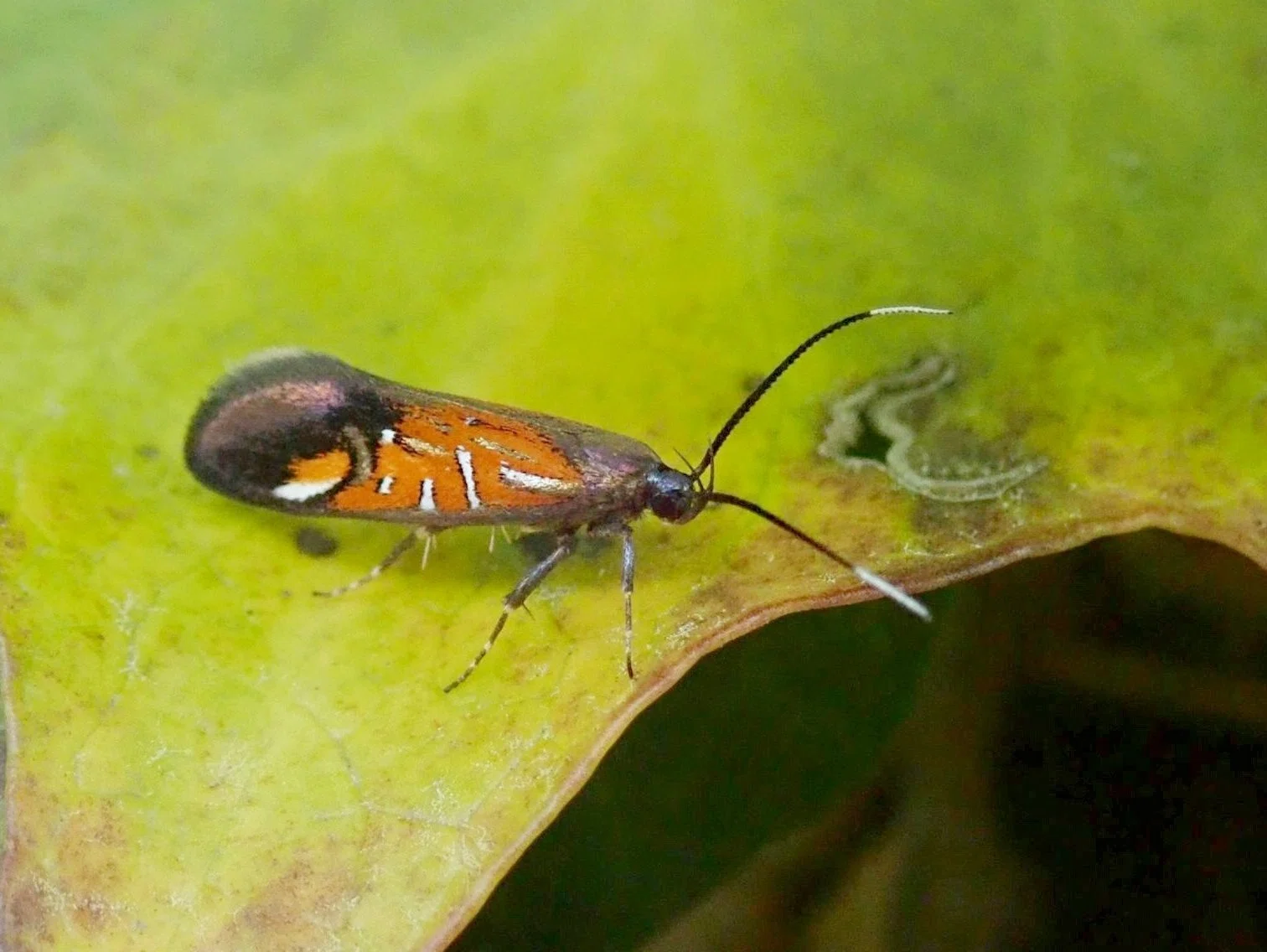 蛾の生態写真 2024年～2026年5月｜hydraenids