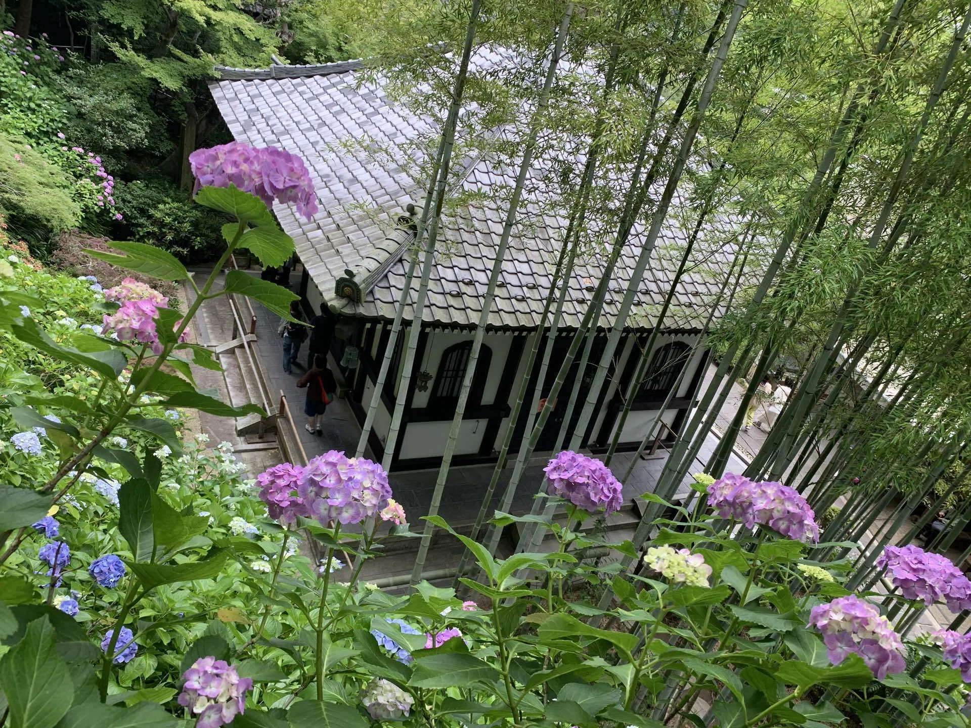 鎌倉、紫陽花のころ🚶‍➡️｜樂隠居見習い
