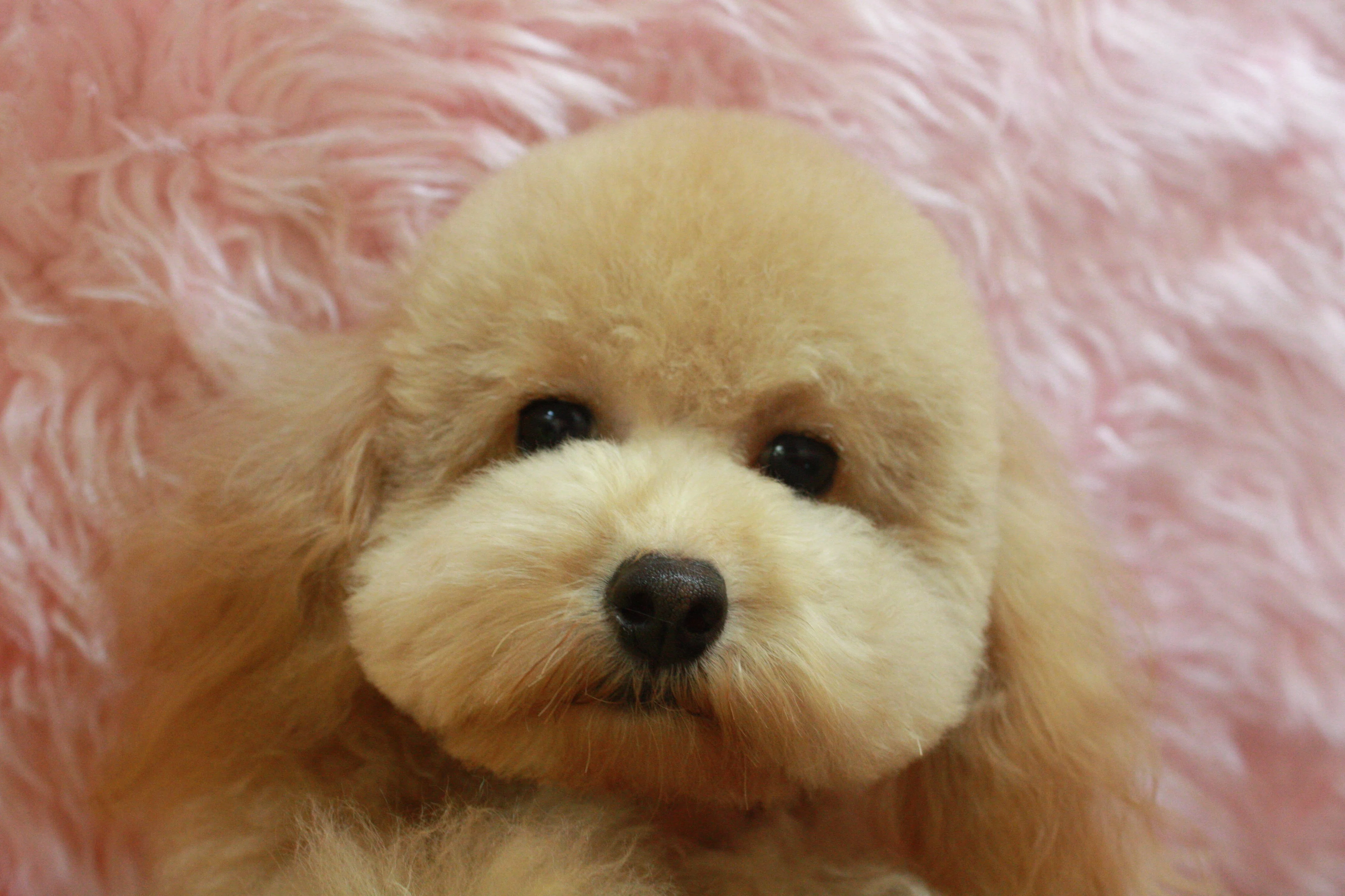④売らない勇気の経営論｜犬を売る側だからこそ、最後まで飼う責任を