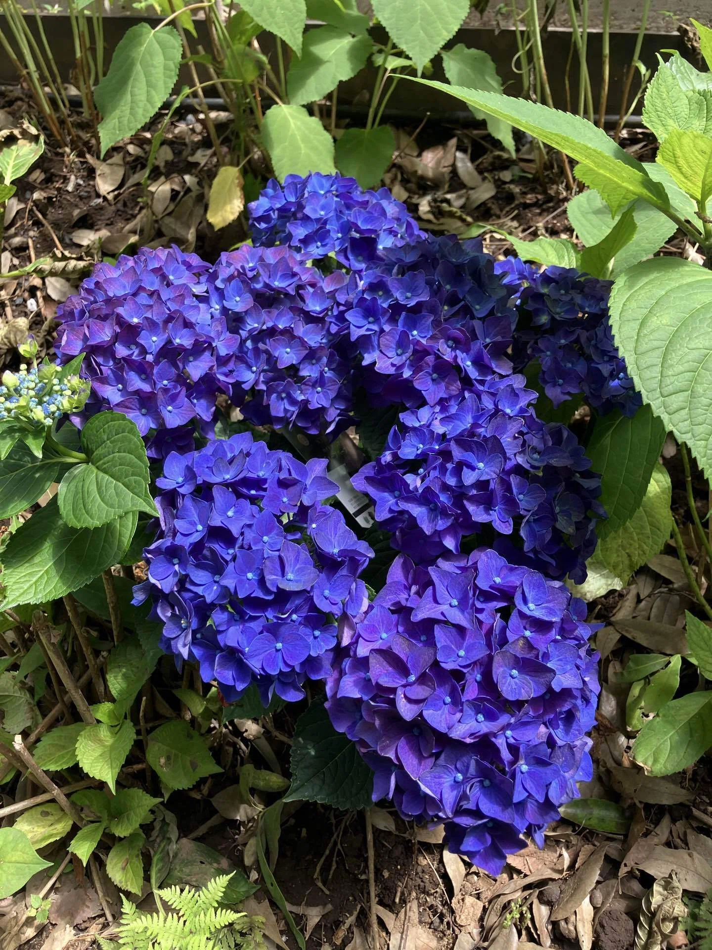 練馬の風景〜長命寺の紫陽花庭① Scenery of Nerima 〜Hydrangea