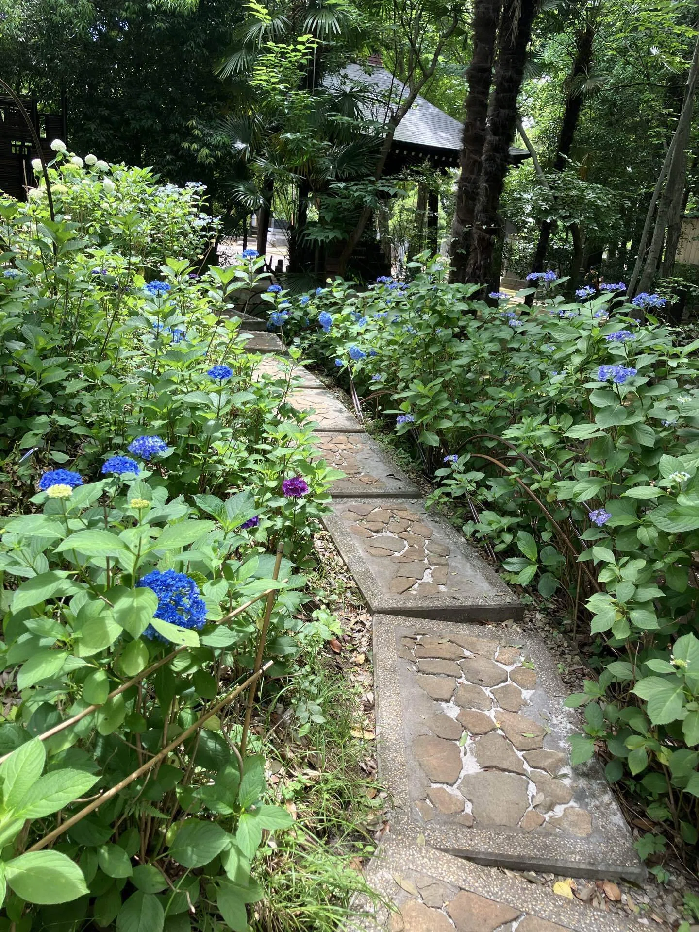 練馬の風景〜長命寺の紫陽花庭① Scenery of Nerima 〜Hydrangea
